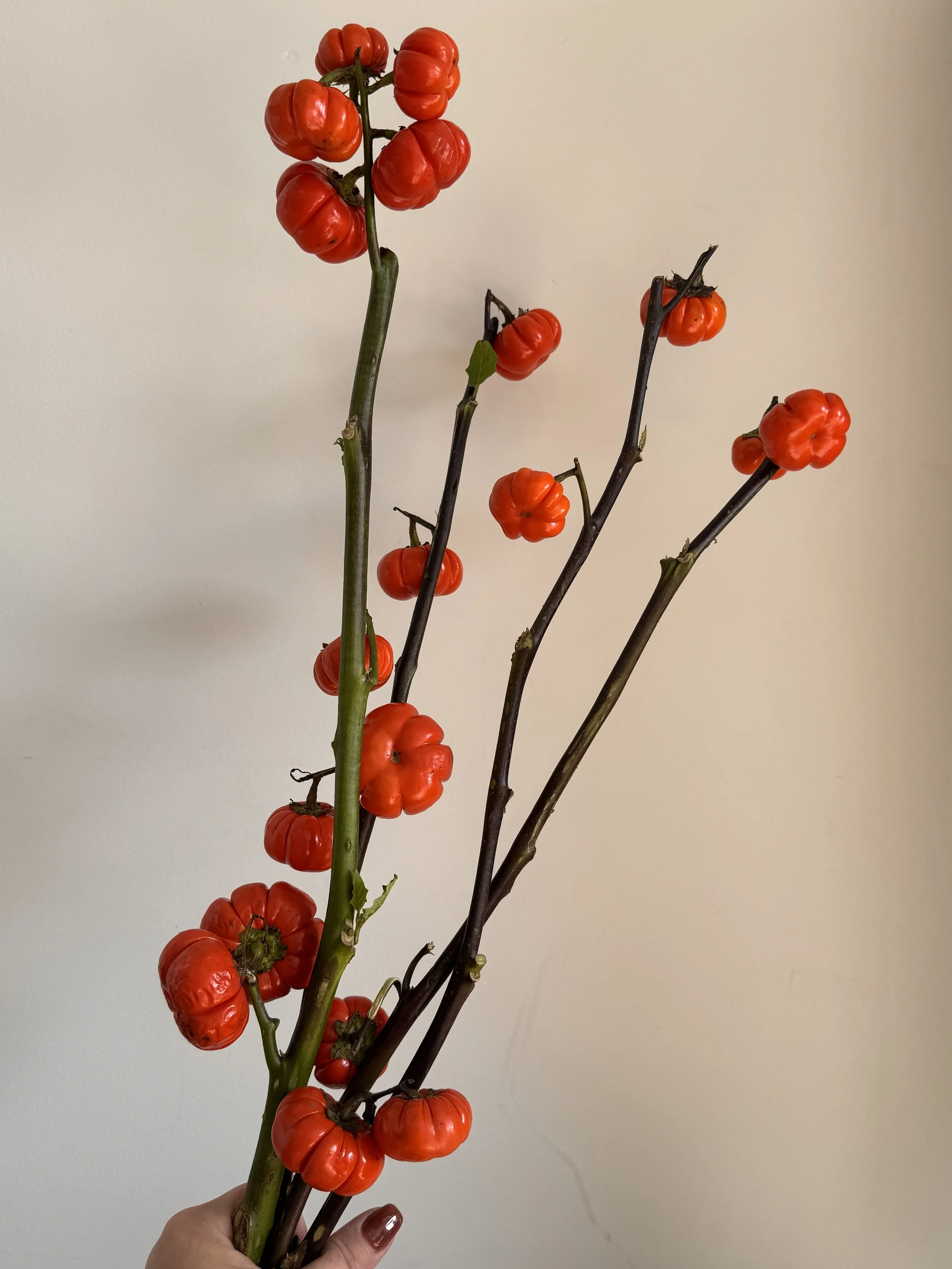 pumpkin branches_9931.jpeg