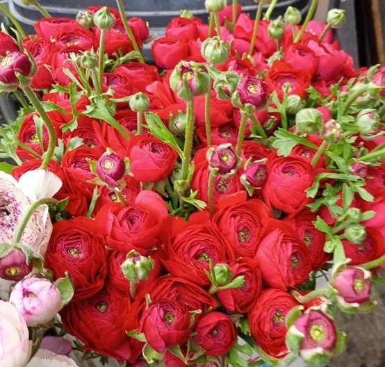 Cloni Ranunculus_6608.jpeg