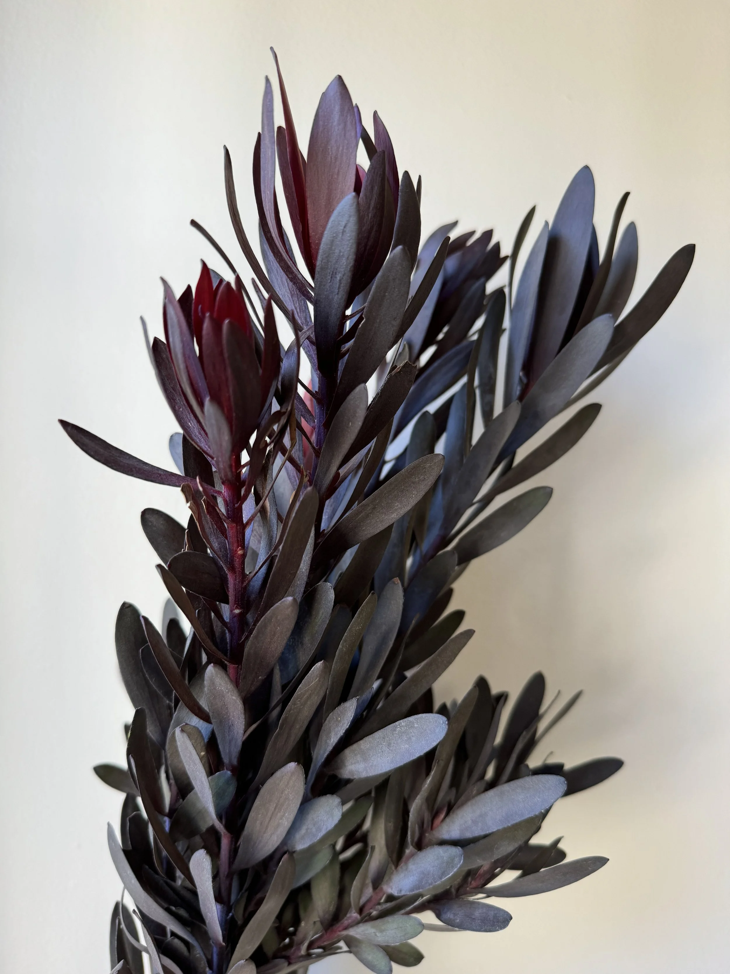 leucadendron ebony_4073.jpeg