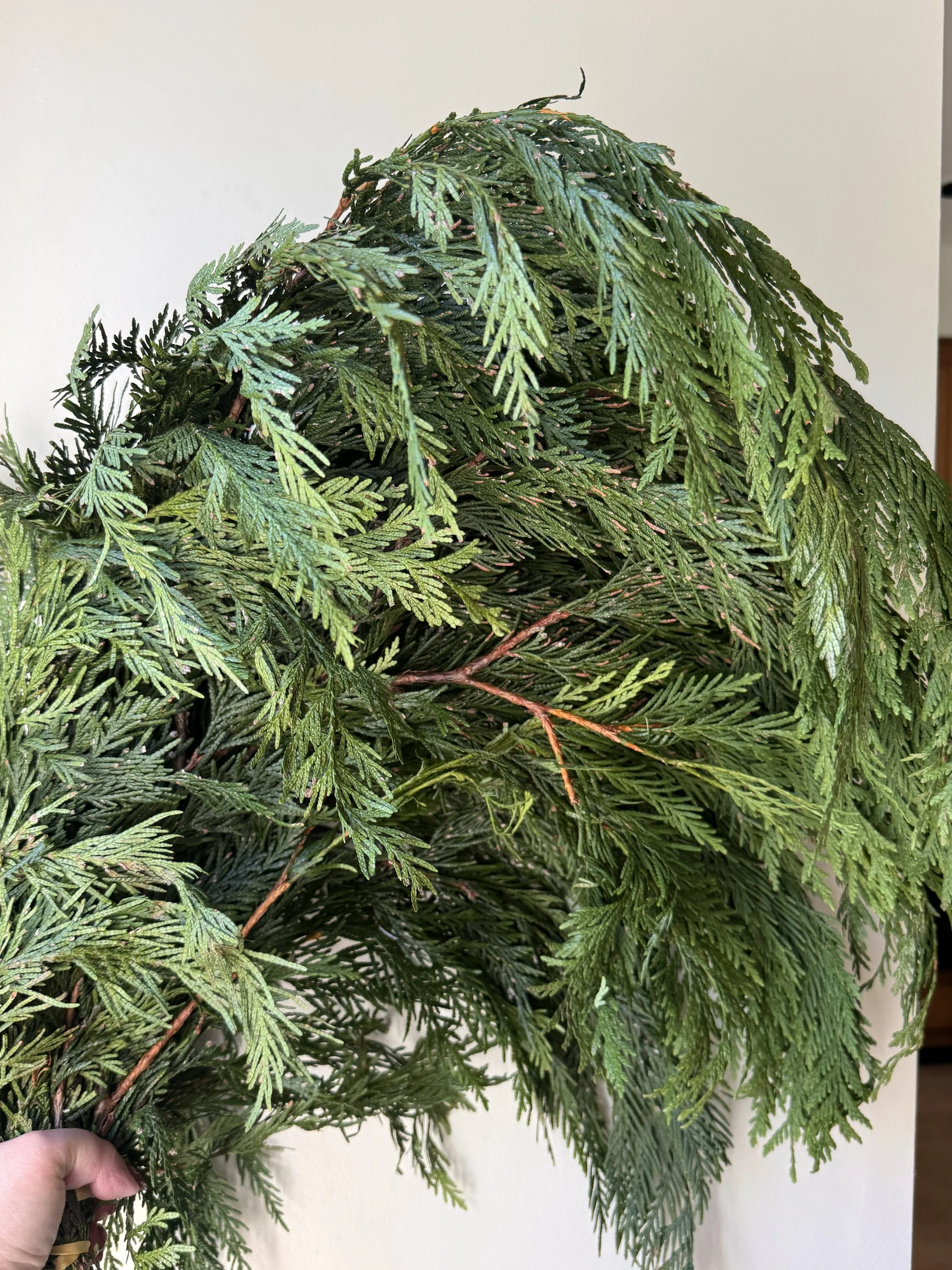 Western Red Cedar_1055.jpeg