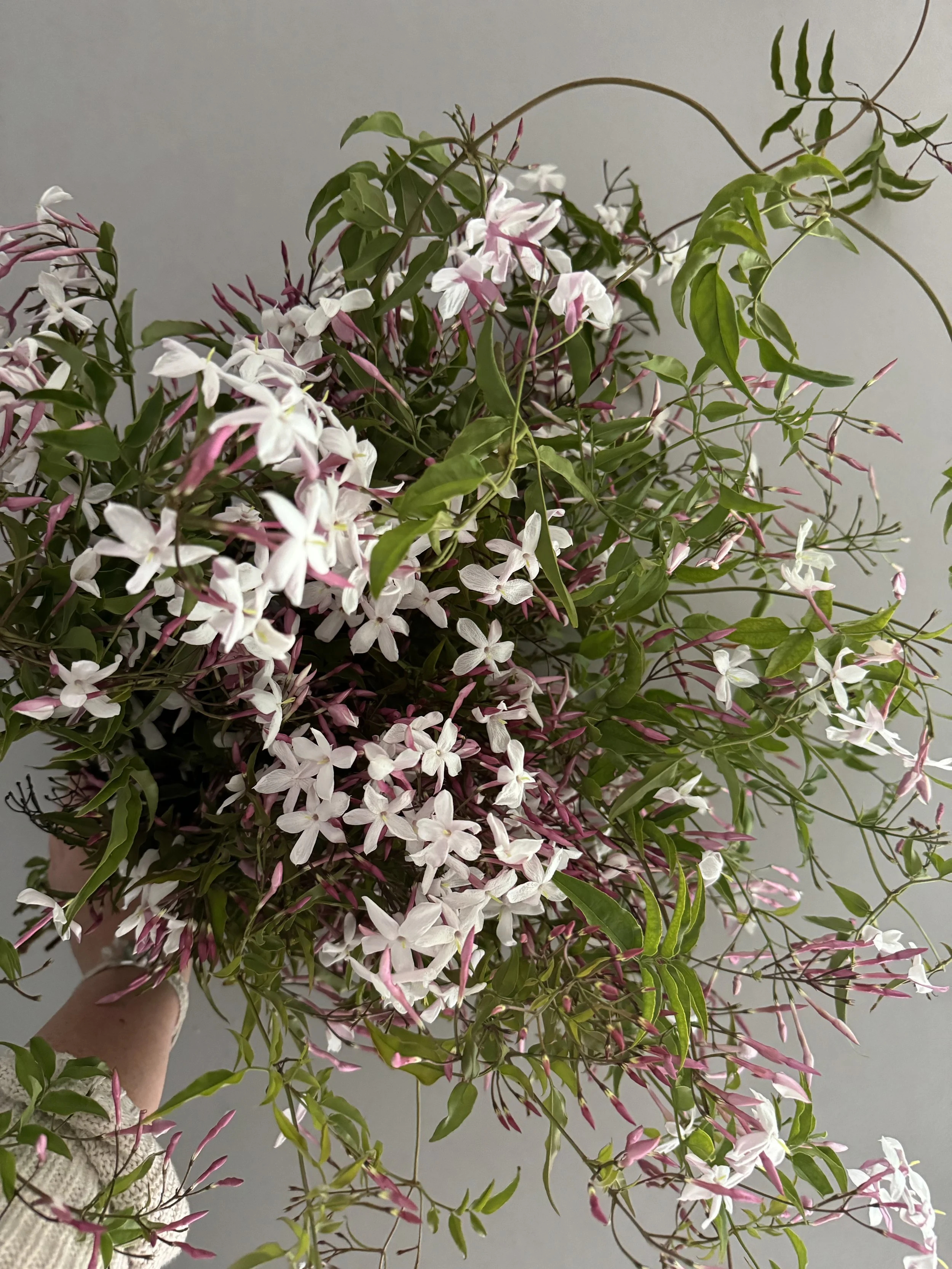 Blooming Jasmine Vine_5547.JPG