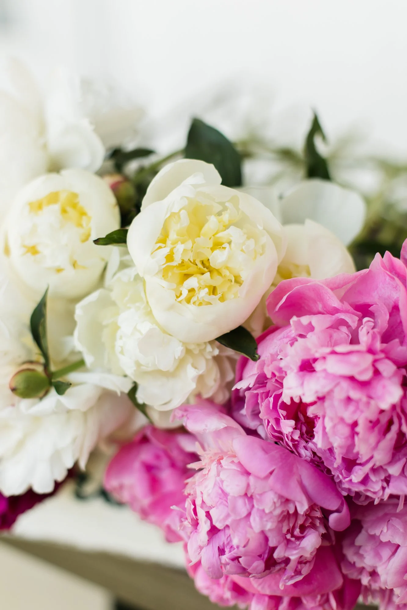 Peonies - Alaska July 6 to end of August