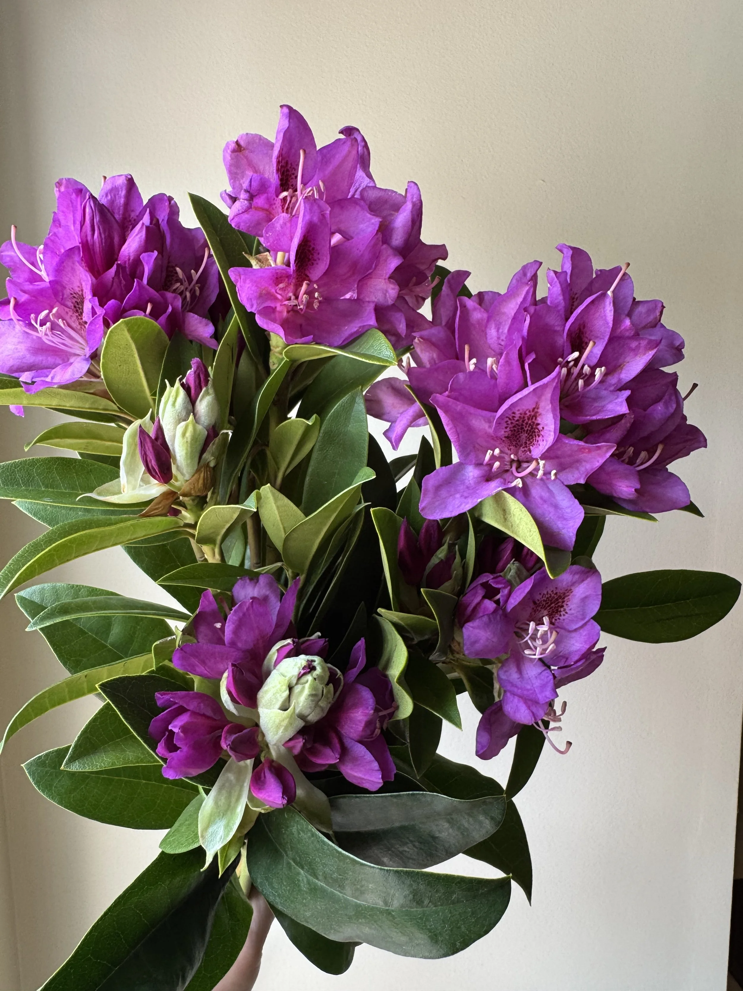 Rhododendron Purple - 20 Bunches
