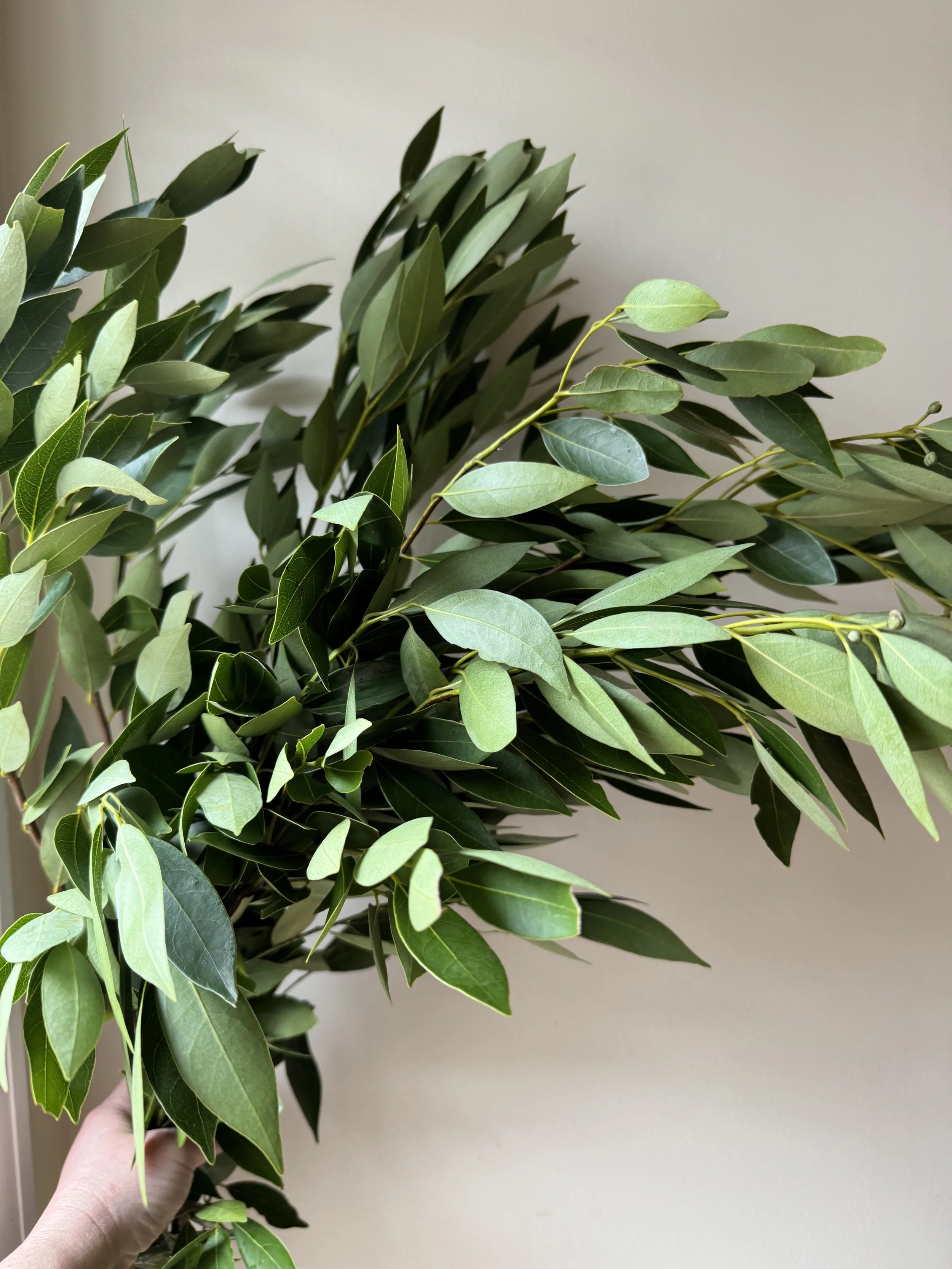 Bayleaf - 10 bunches