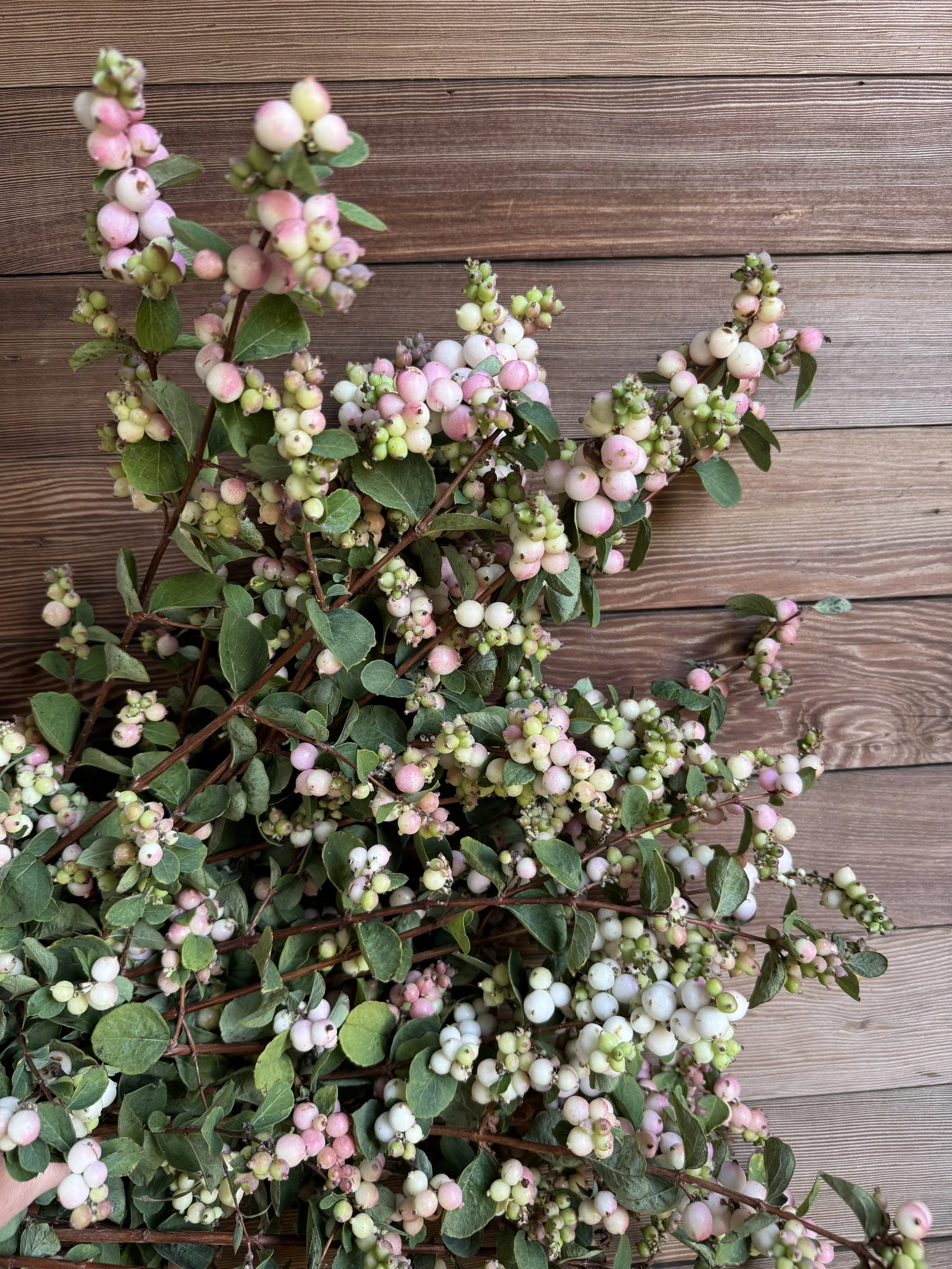 snowberries_9115.jpg