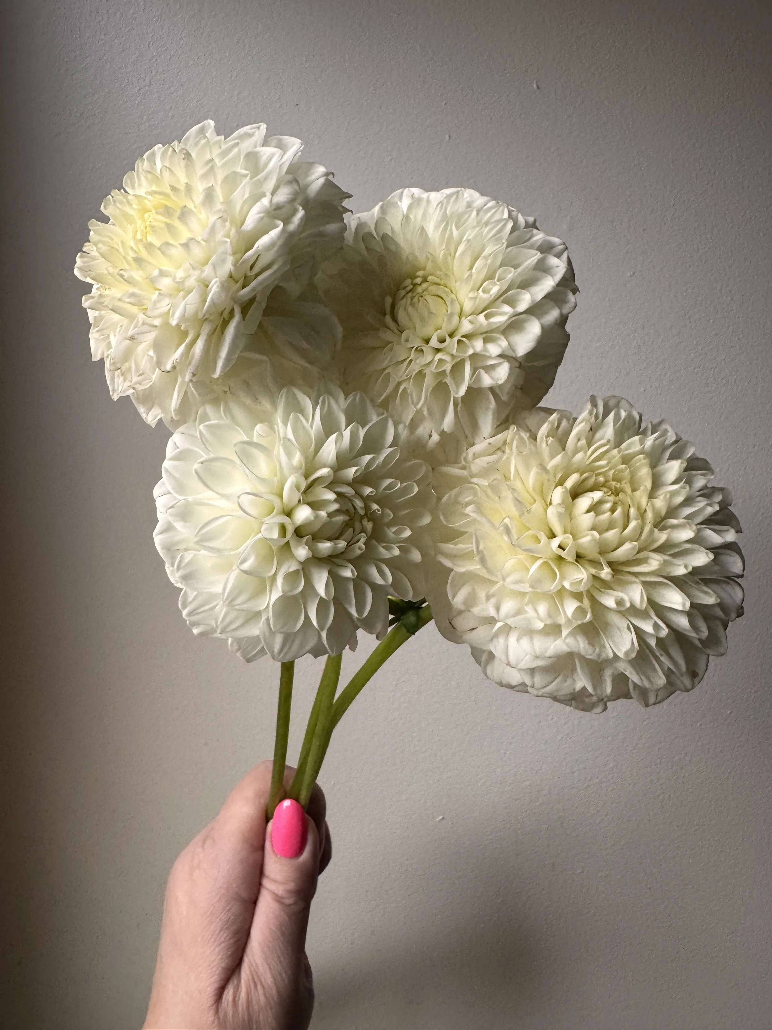 Dahlias_4813.jpeg