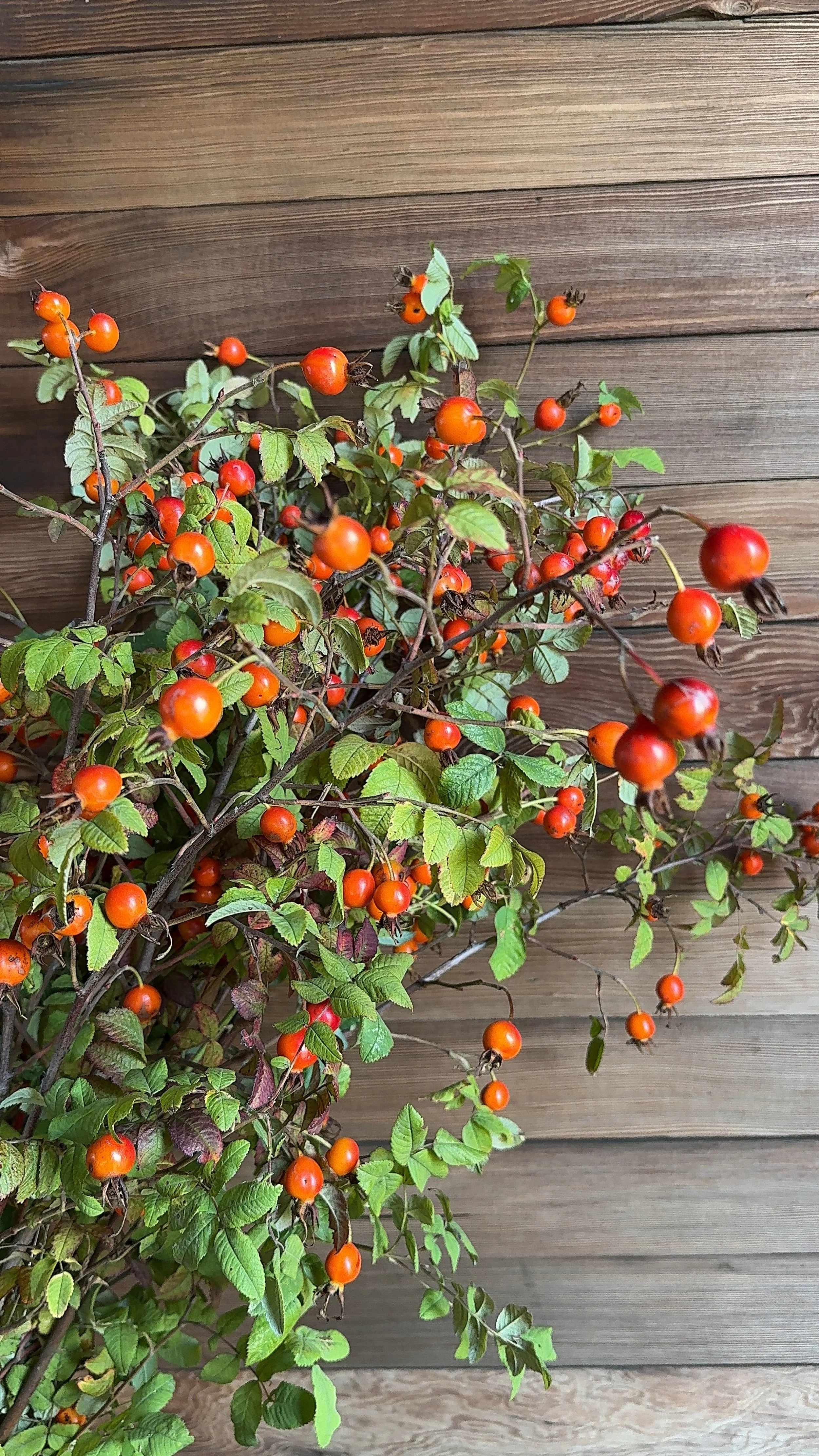 Rosehips_9166.jpg
