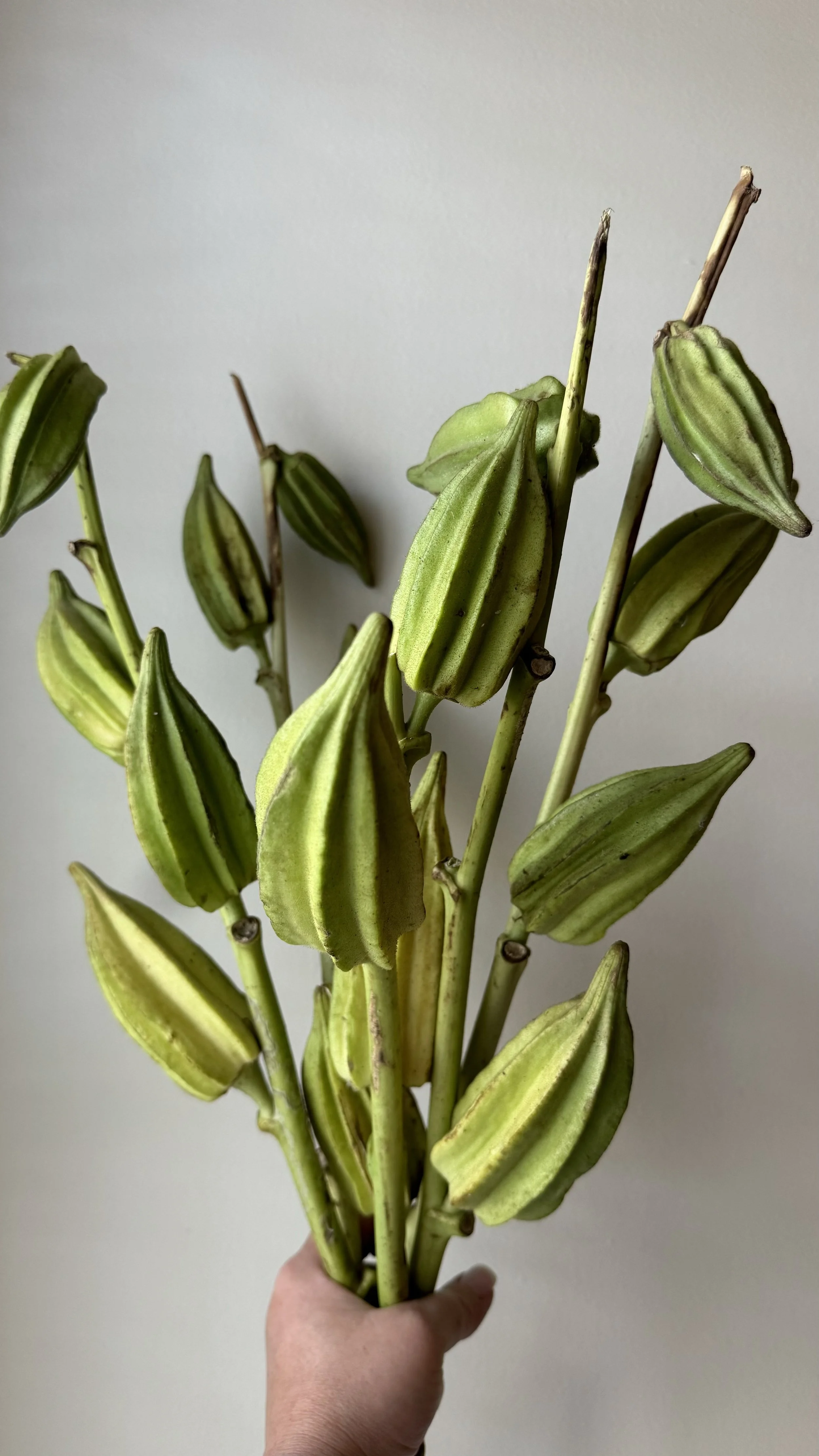Pods - Okra