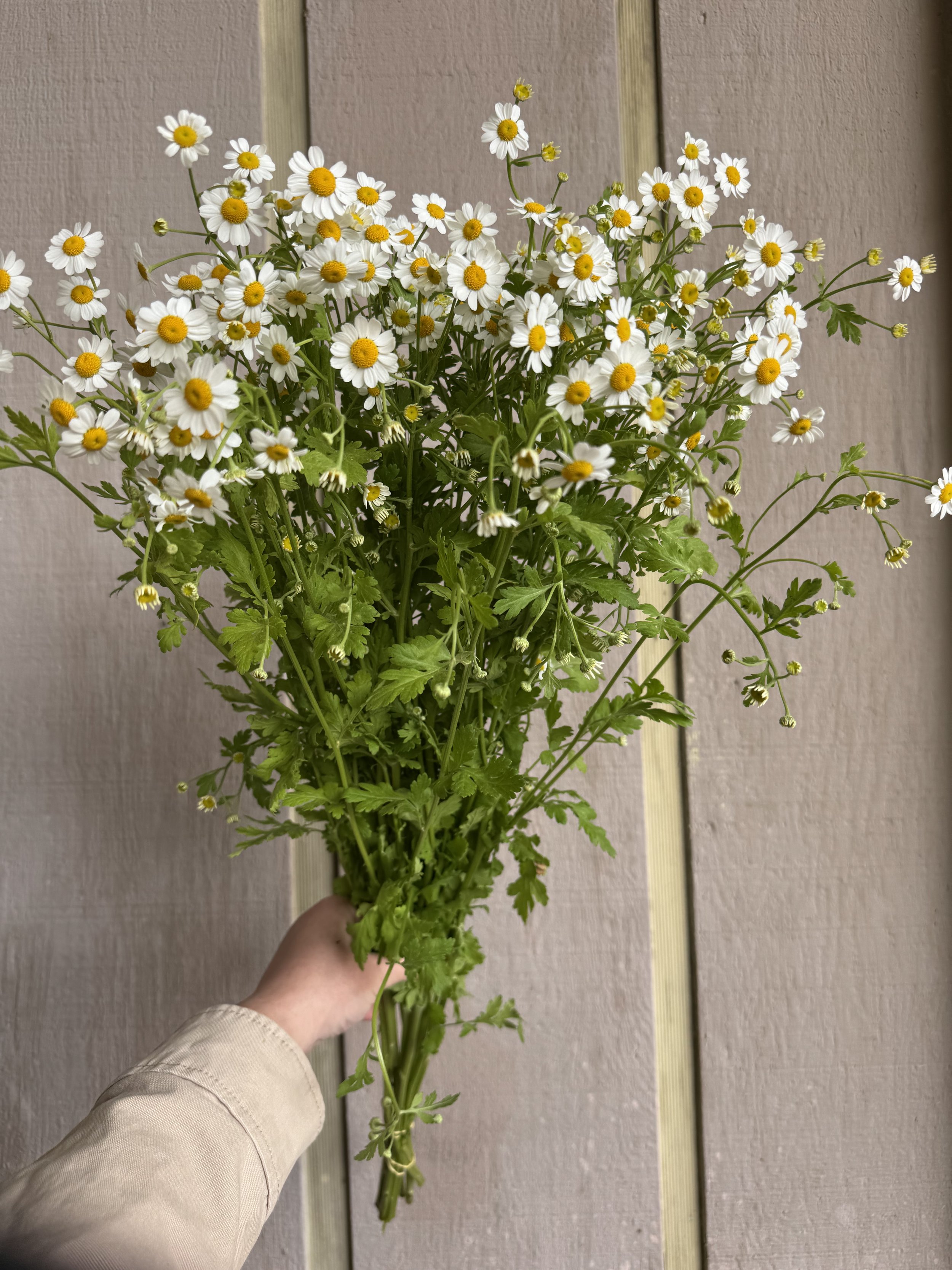 Feverfew Daisy_4877.jpg