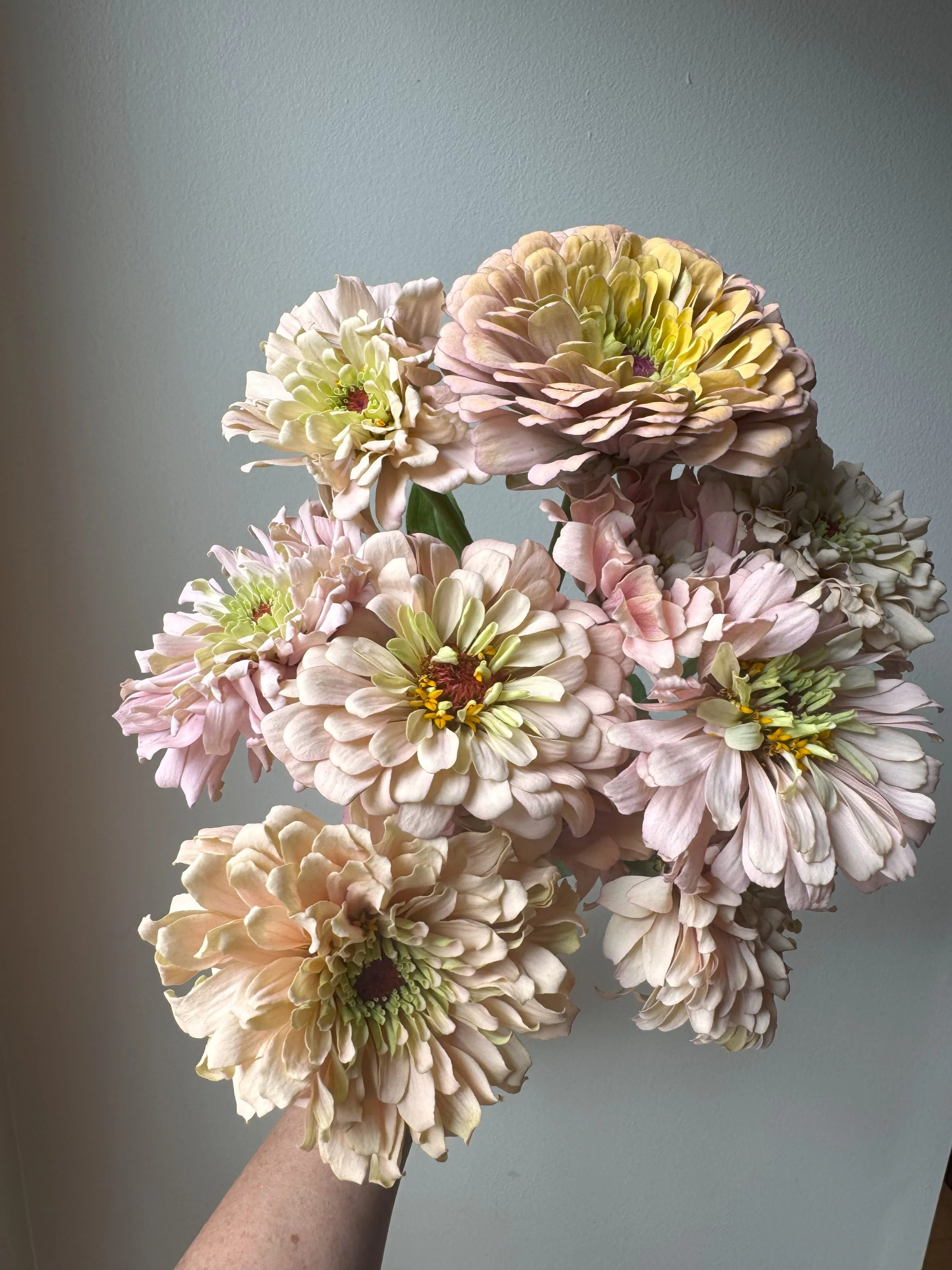 Zinnias - 100 stems