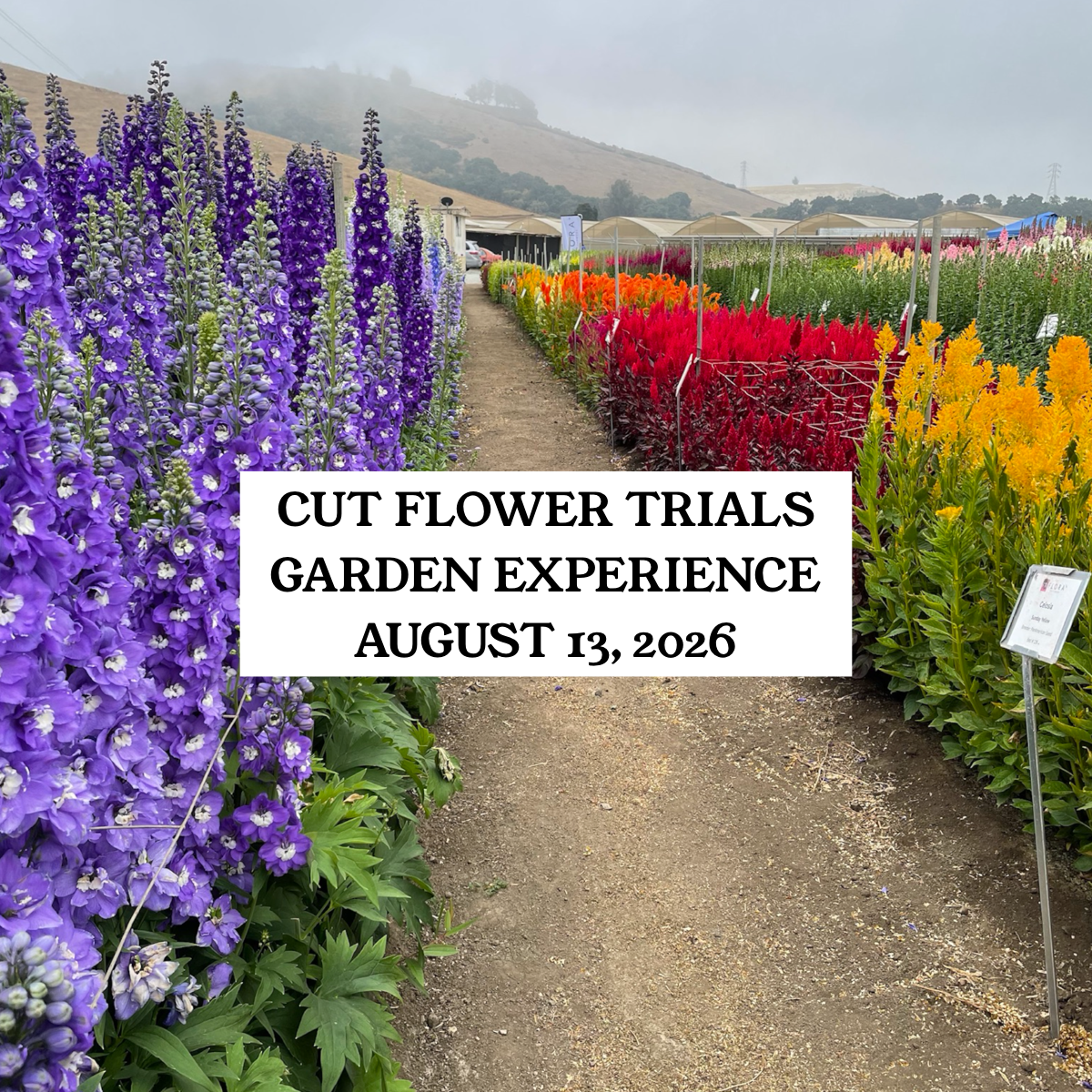 Cut Flower Trial Garden Experience