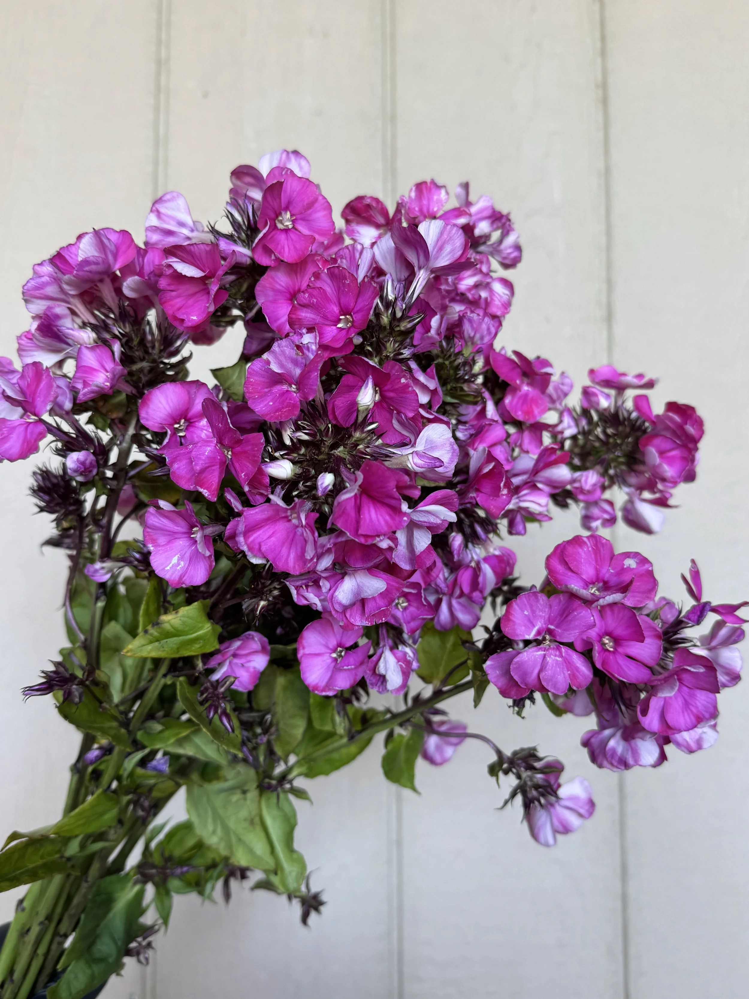Phlox