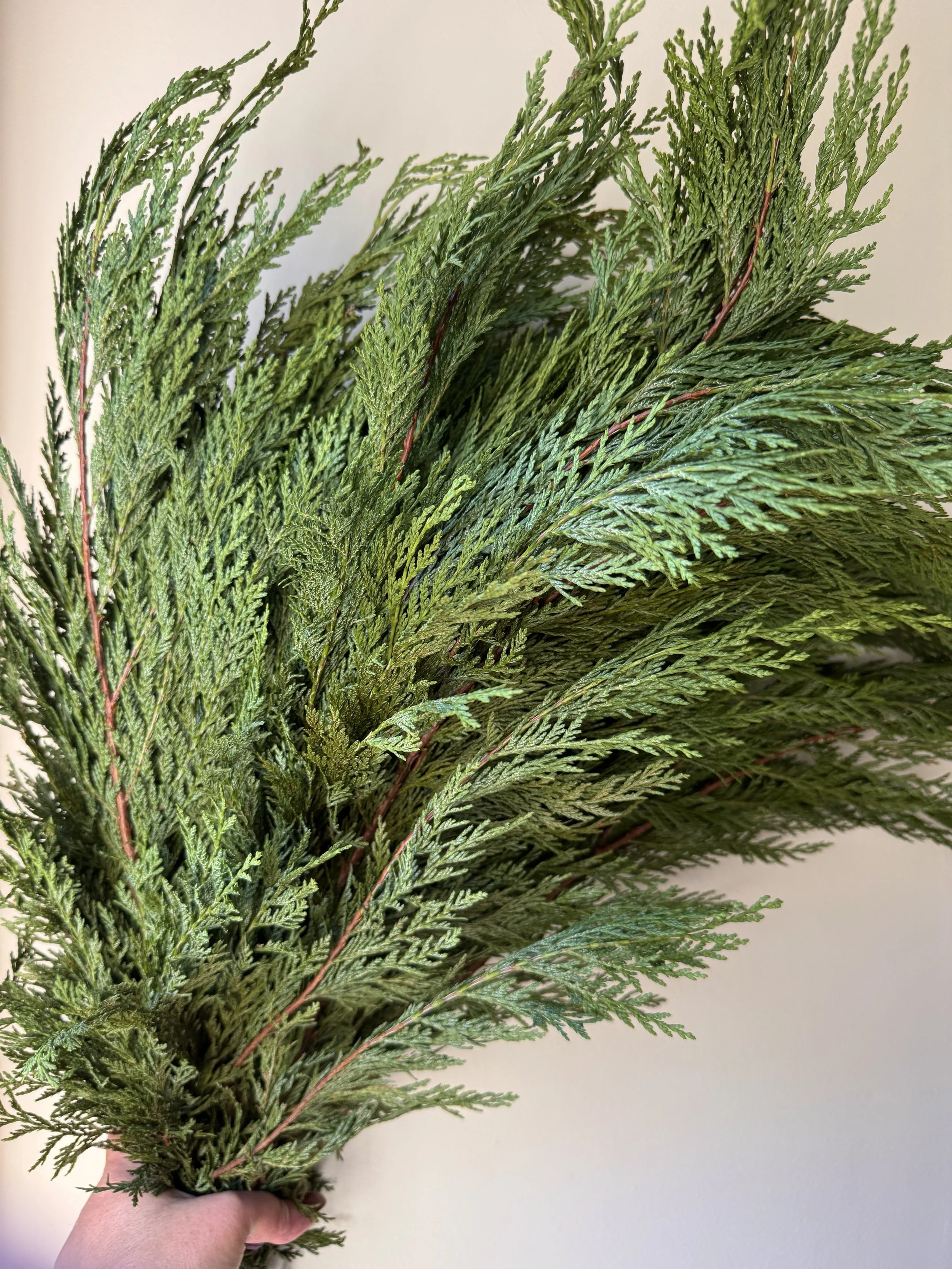 Port Orford Cedar - 25lbs