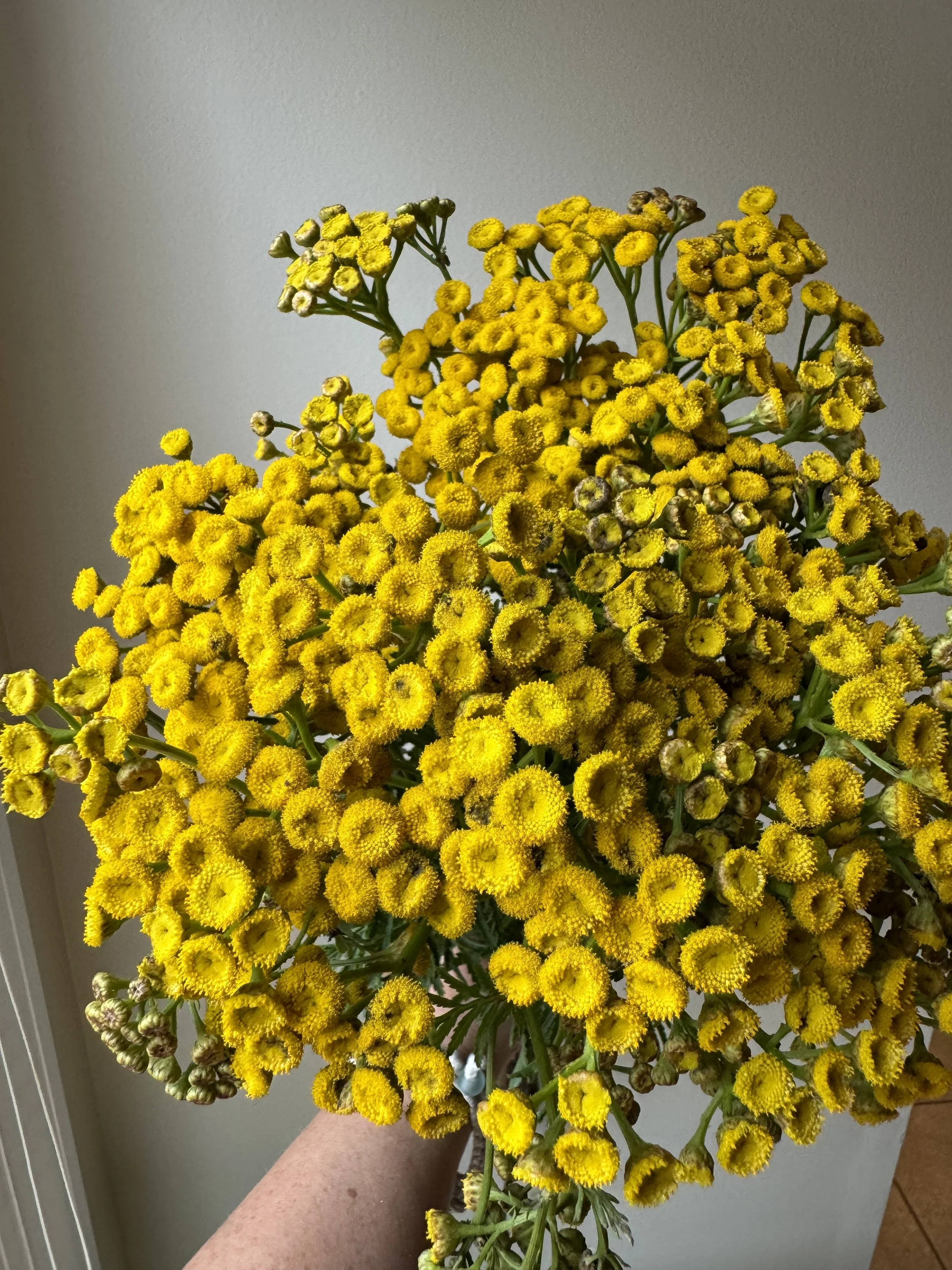 Tansy - Yellow