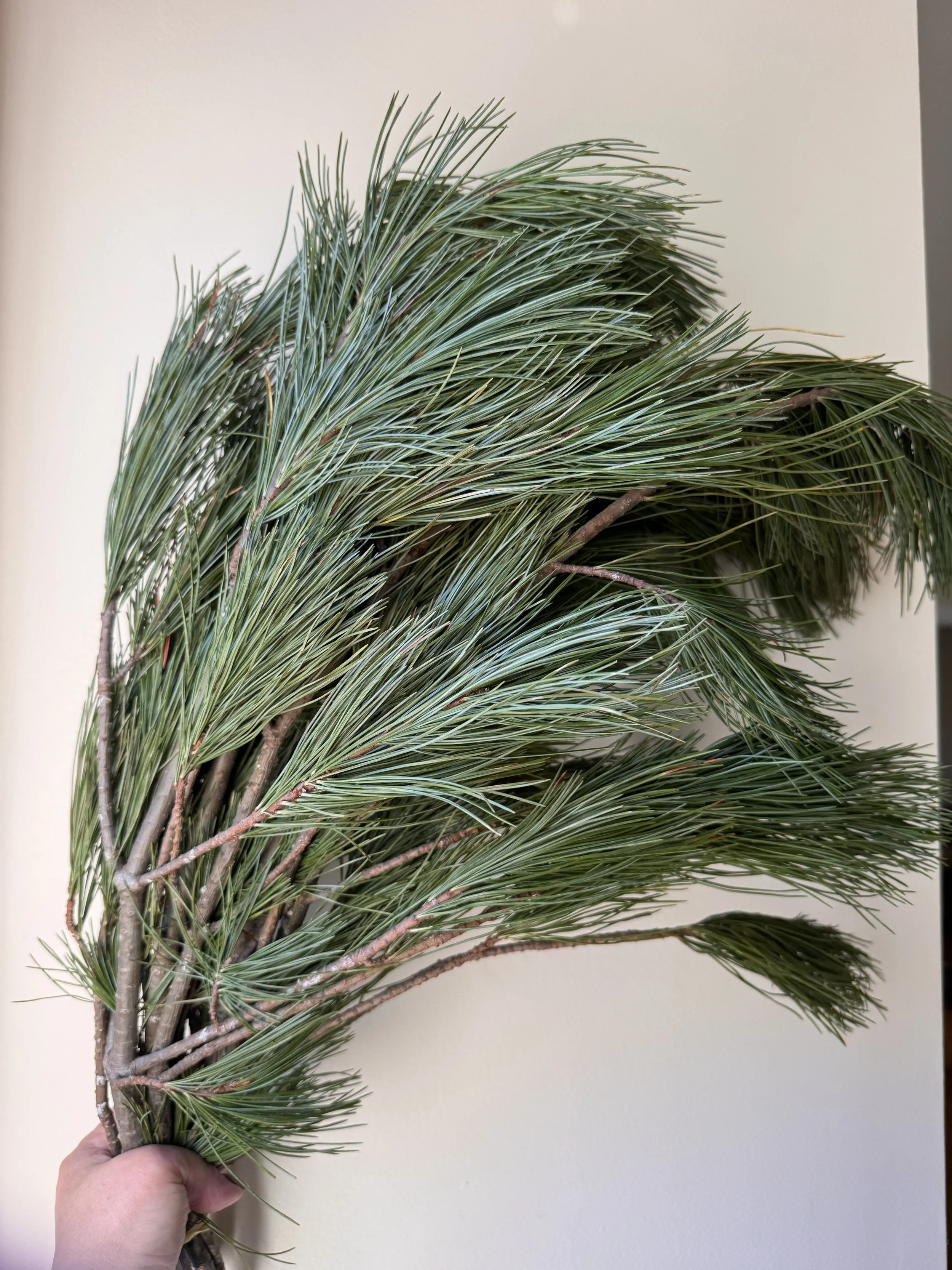 White Pine Tips - 25lbs