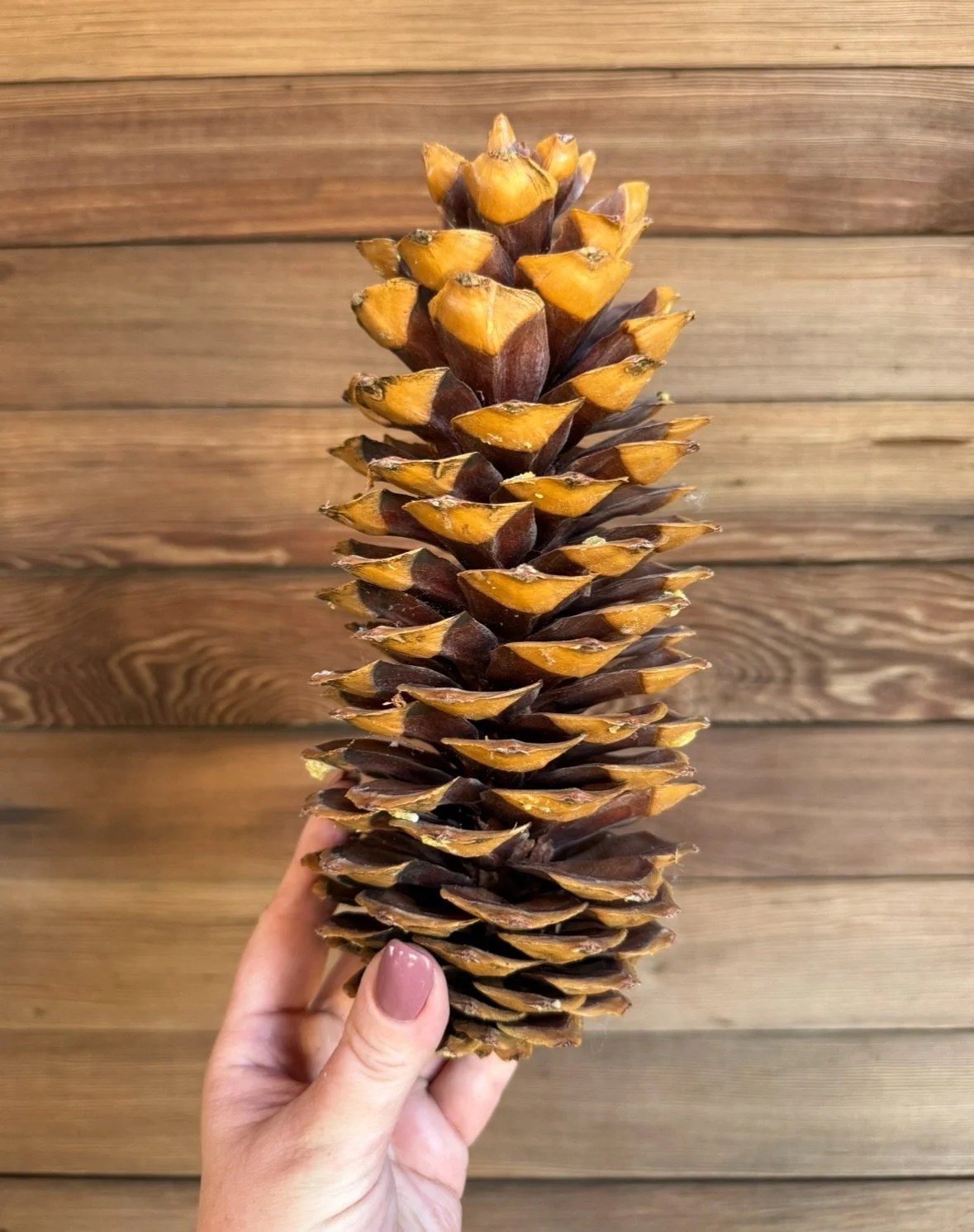 Pine Cones