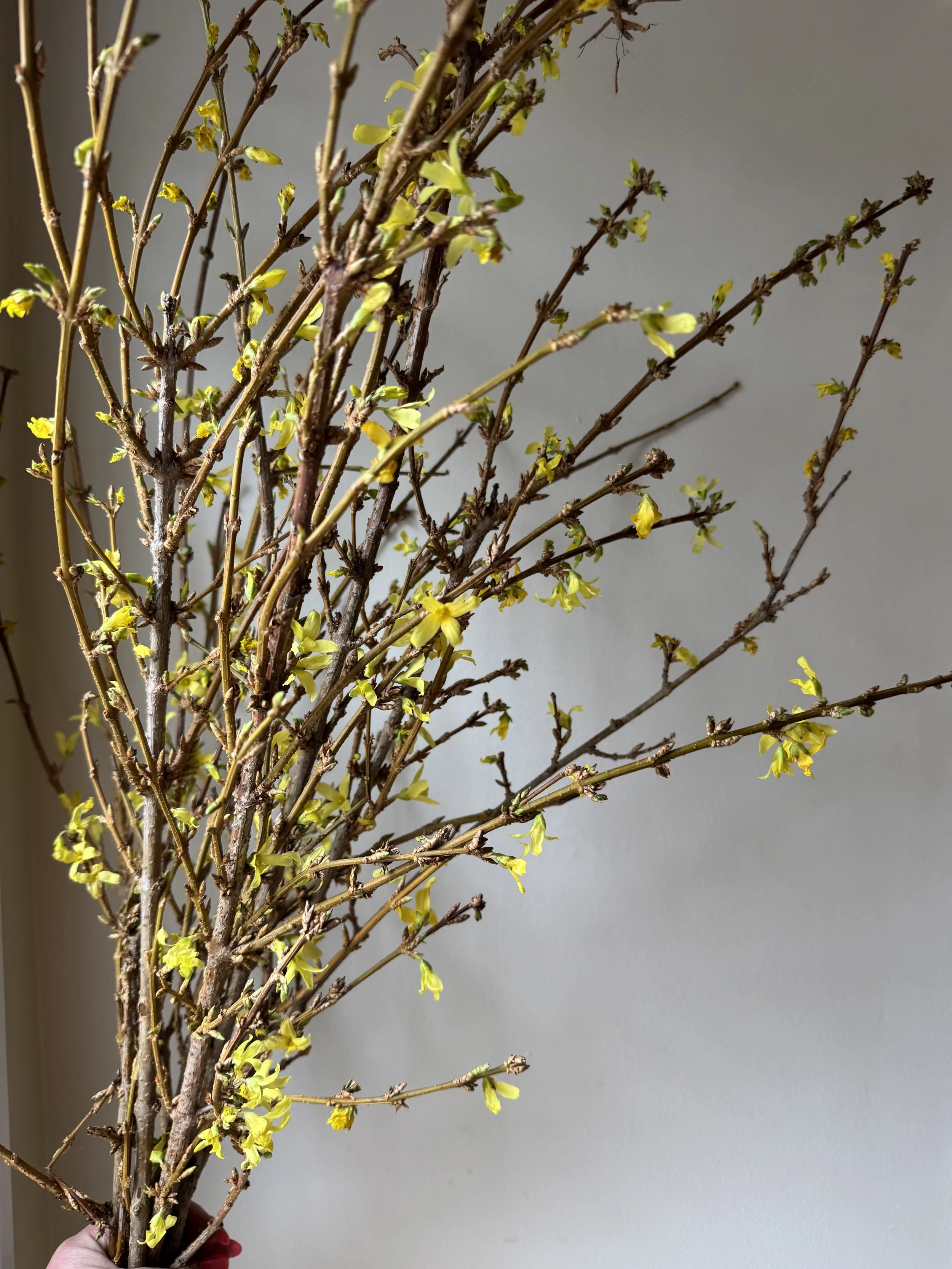 forsythia_0944.jpg