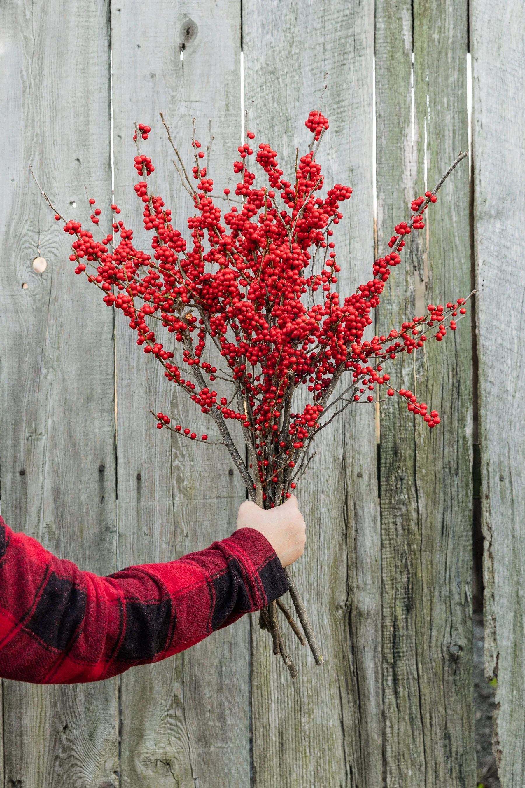 Ilex Red_3738.jpeg