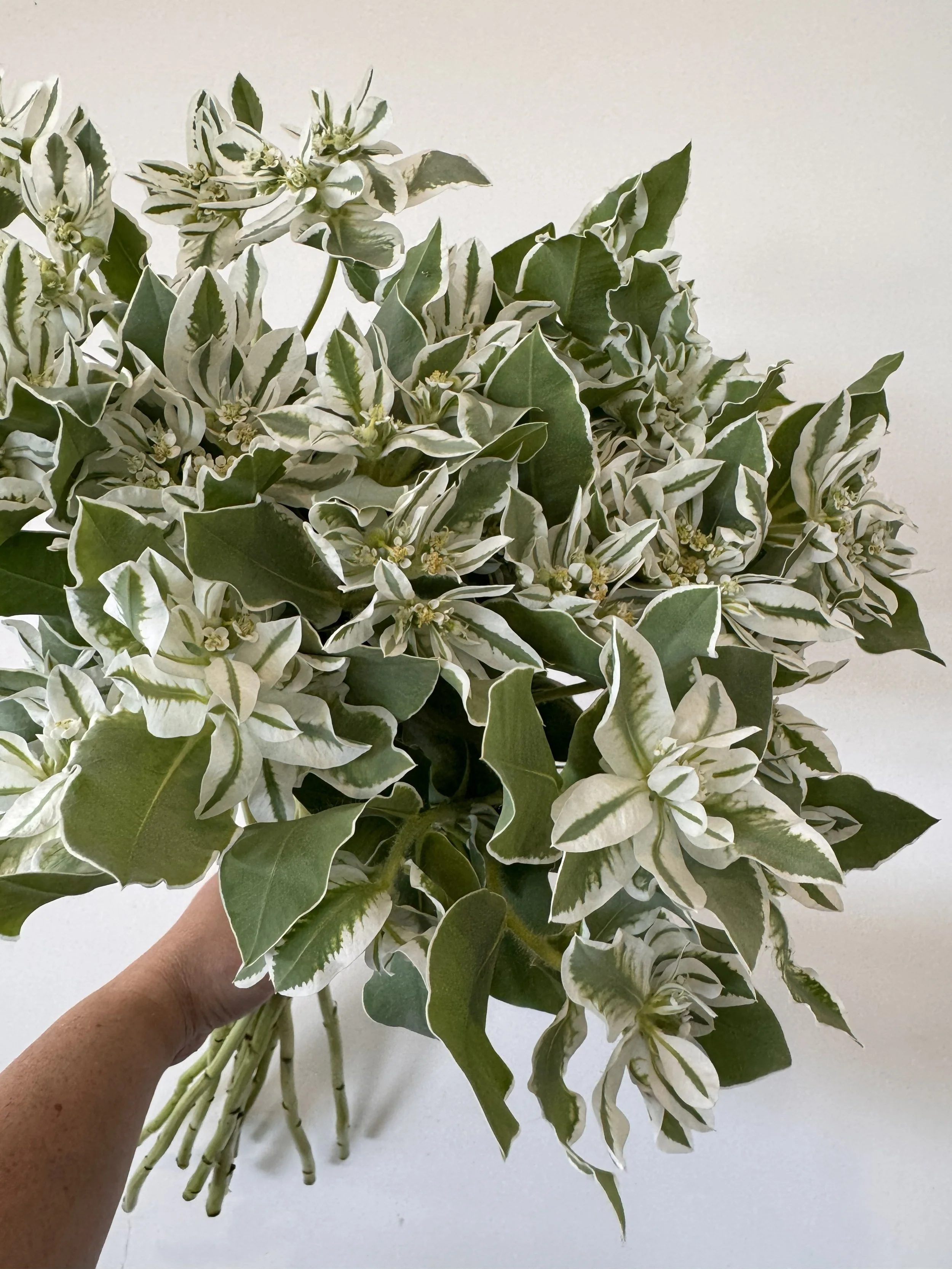 Euphorbia: Snow in the Mountain - 10 bunches