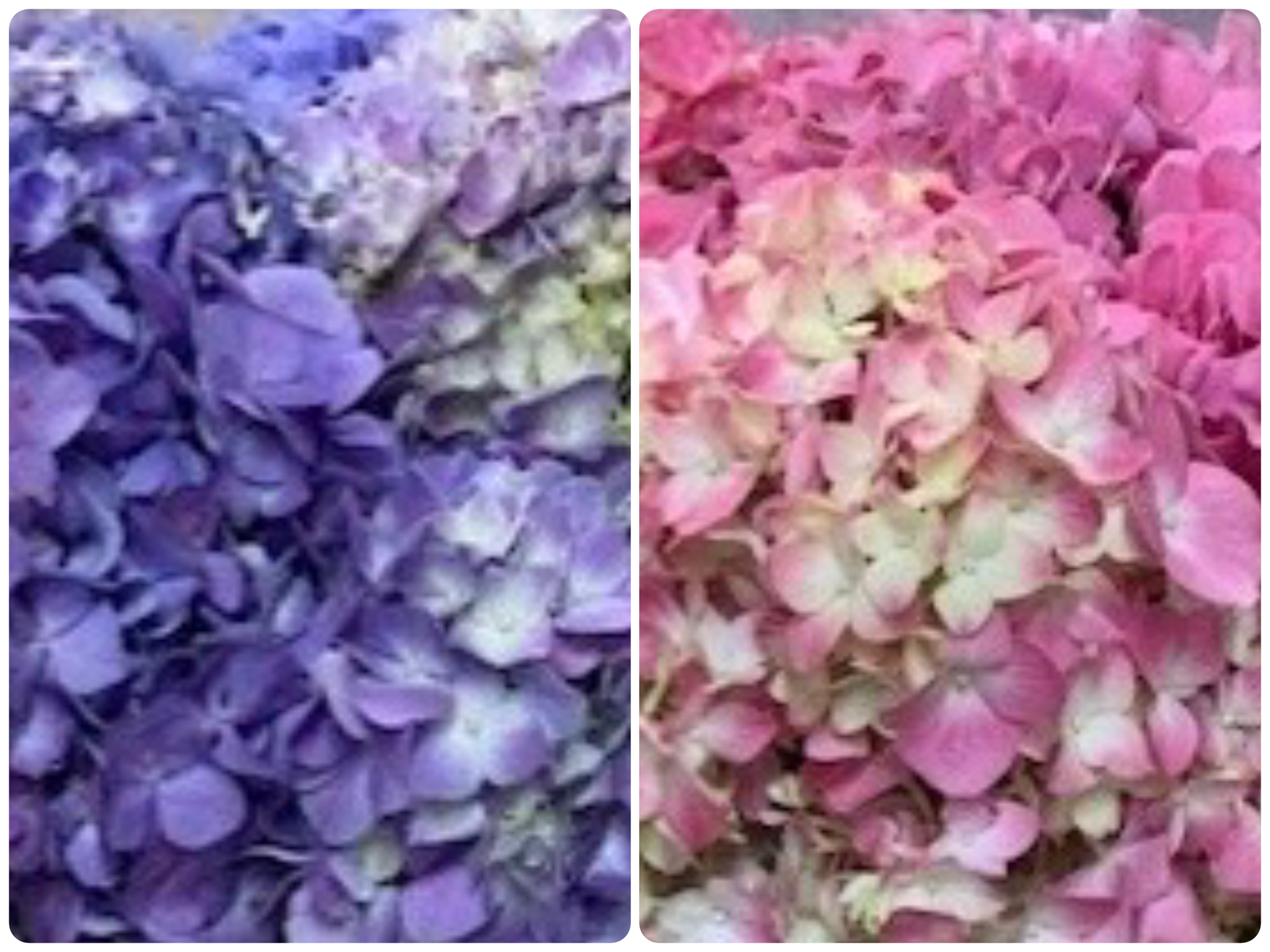 Hydrangeas_010526.png