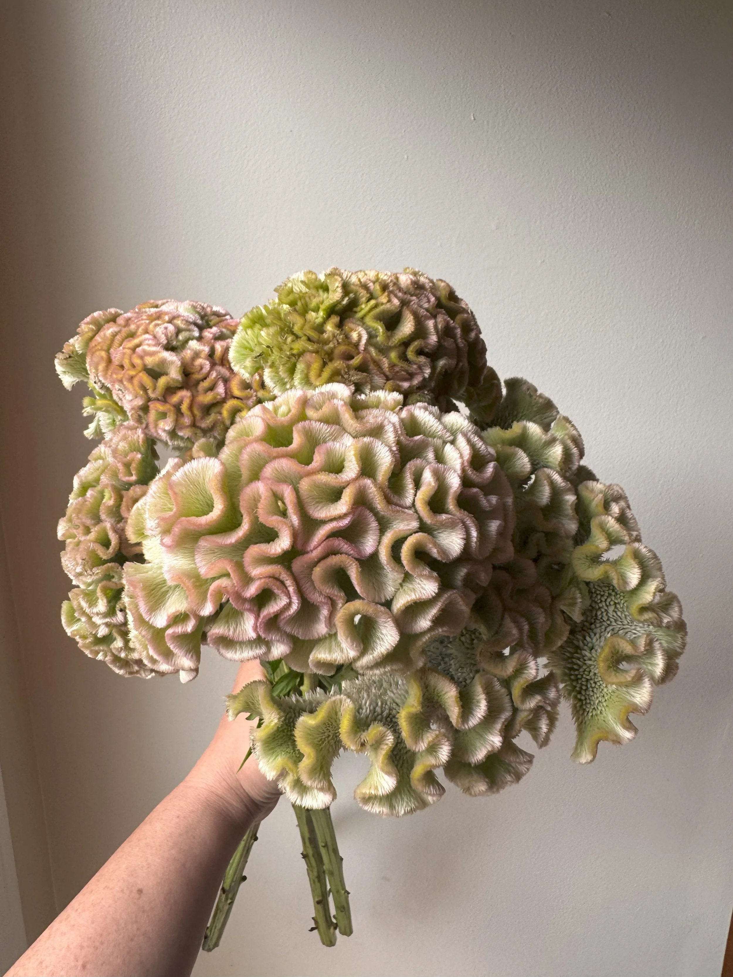 coxcomb_8455.jpg