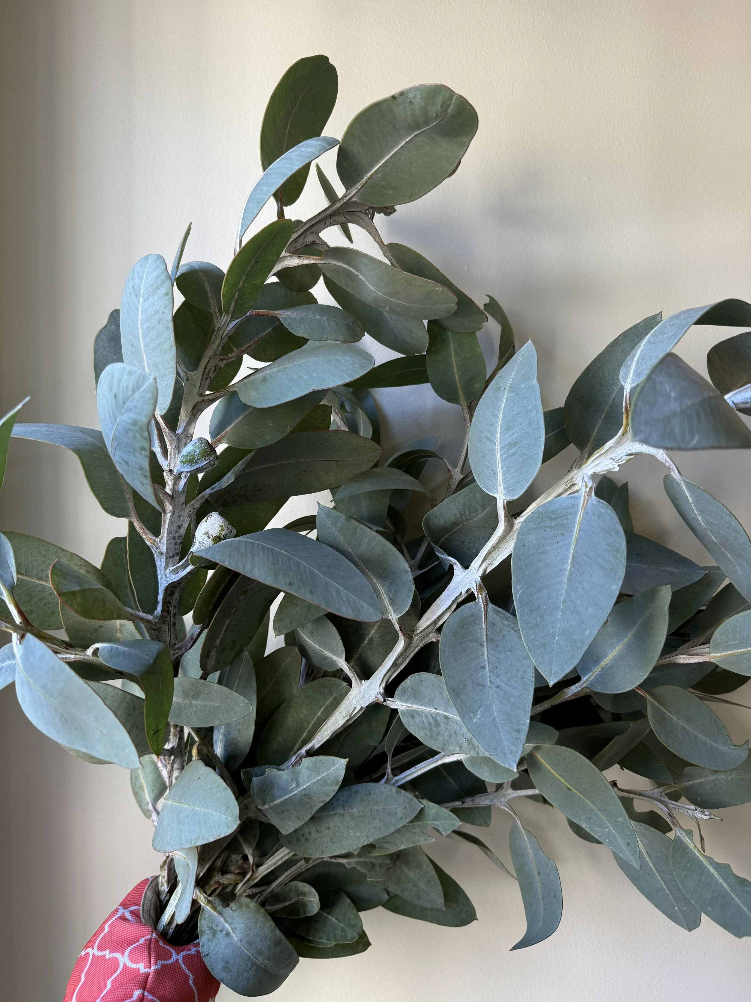 Eucalyptus - Macrocarpa