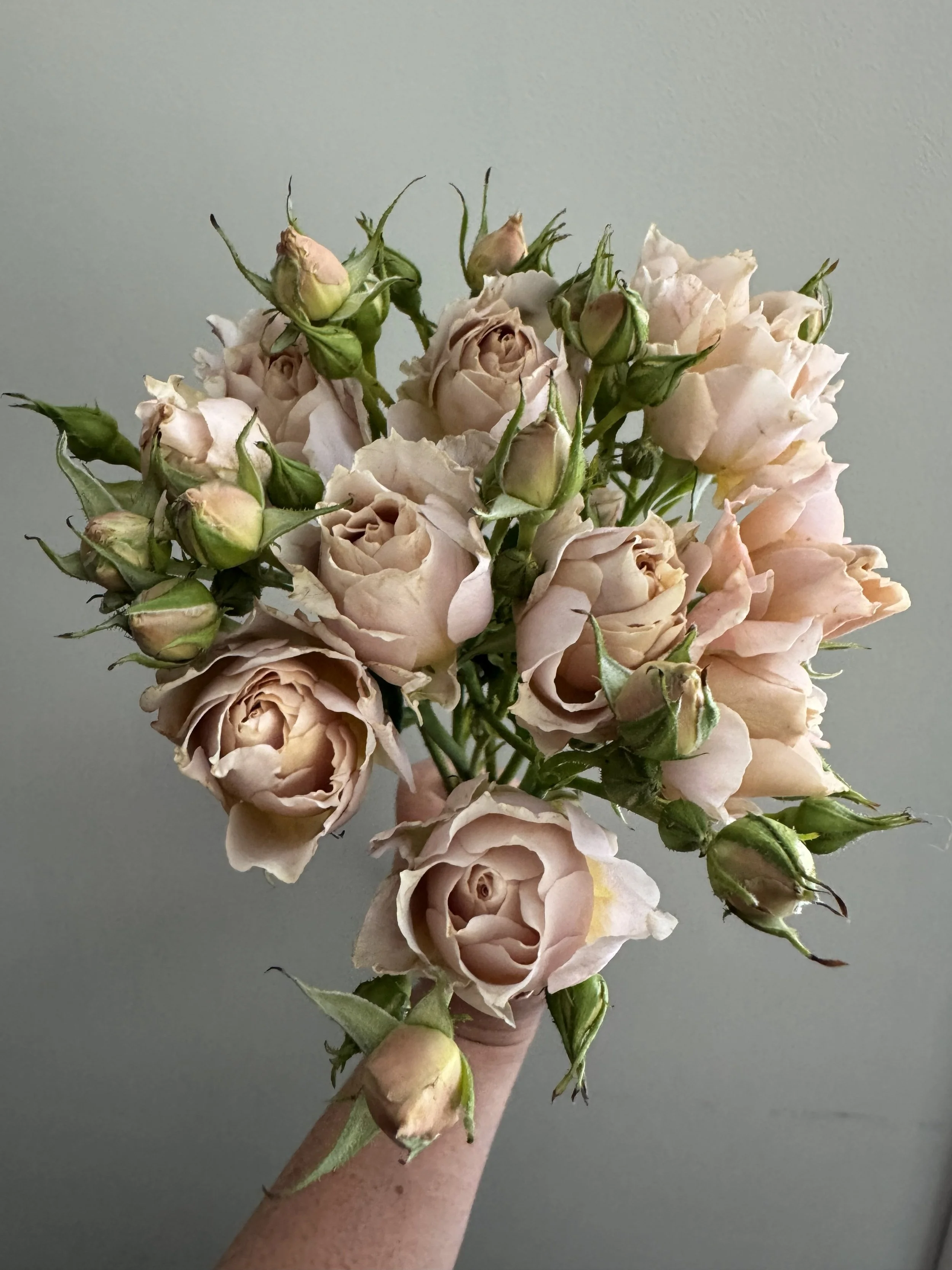 garden spray roses_9488.jpeg