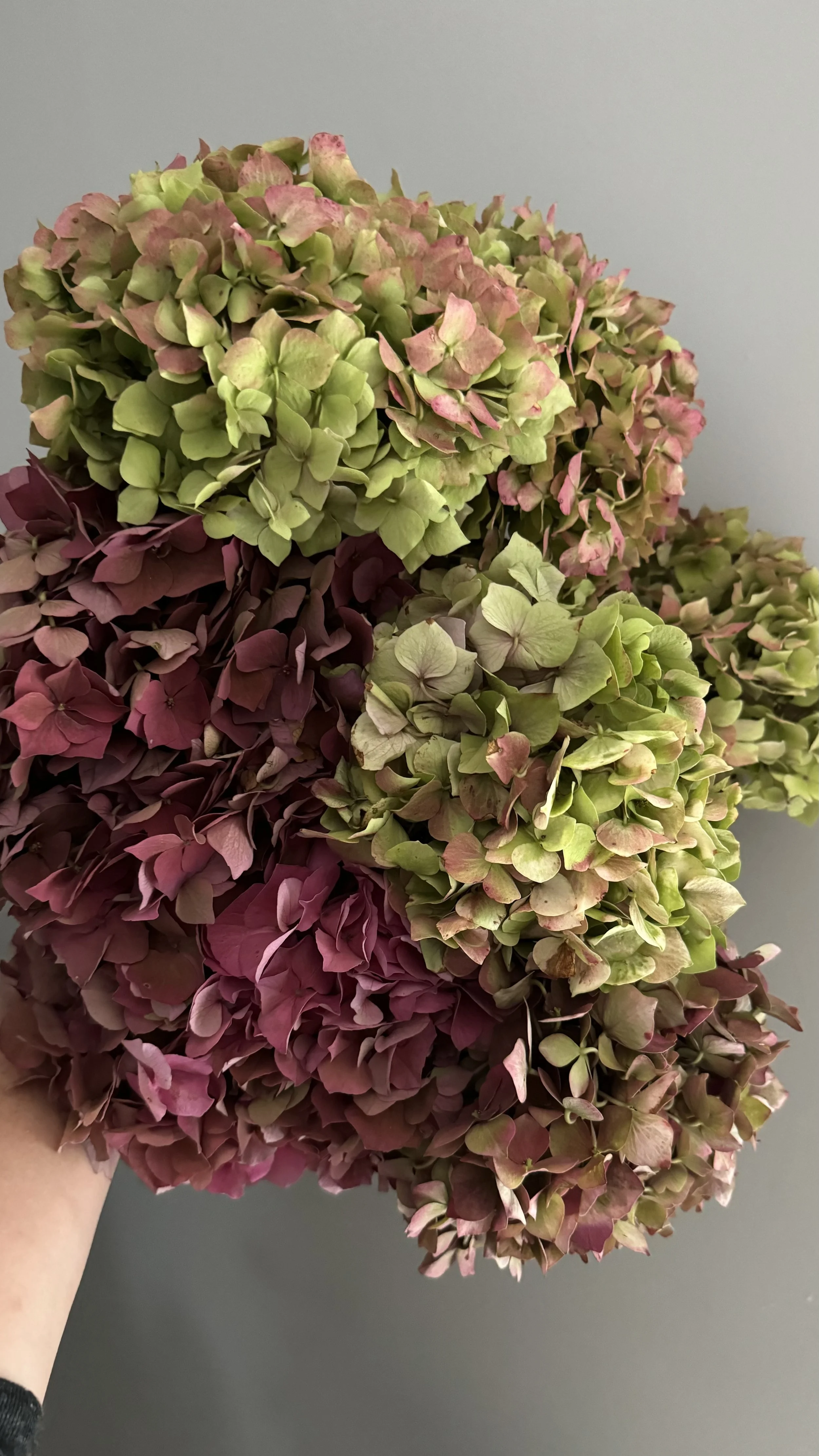 Hydrangea - Antique Tones