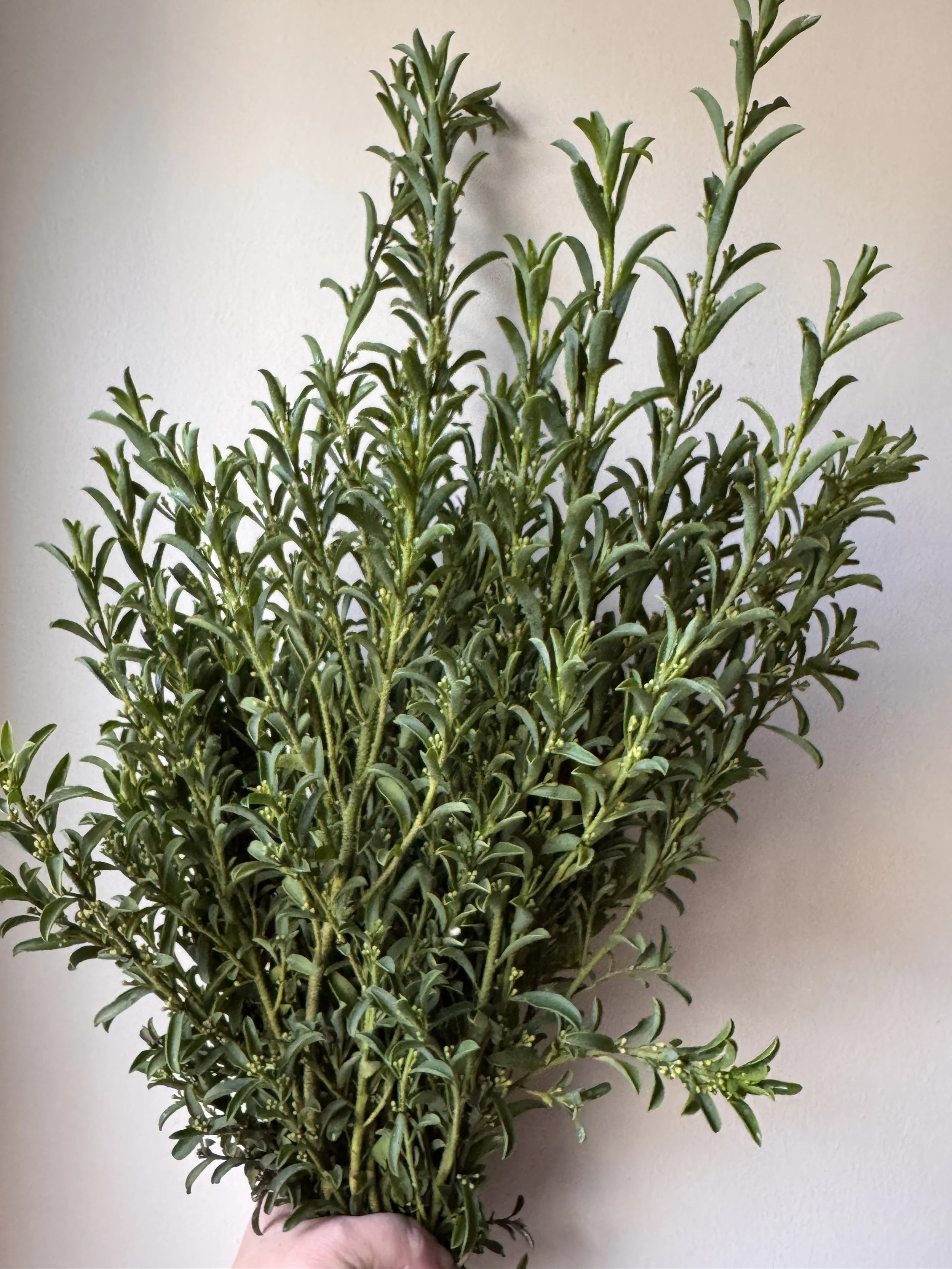 Eriostemmon budded_3641.JPG