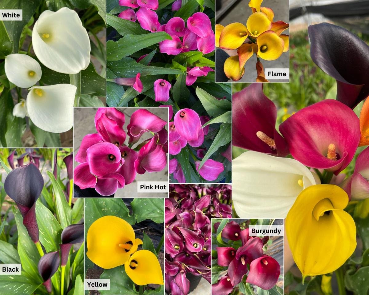 Mini Callas_3010.jpg