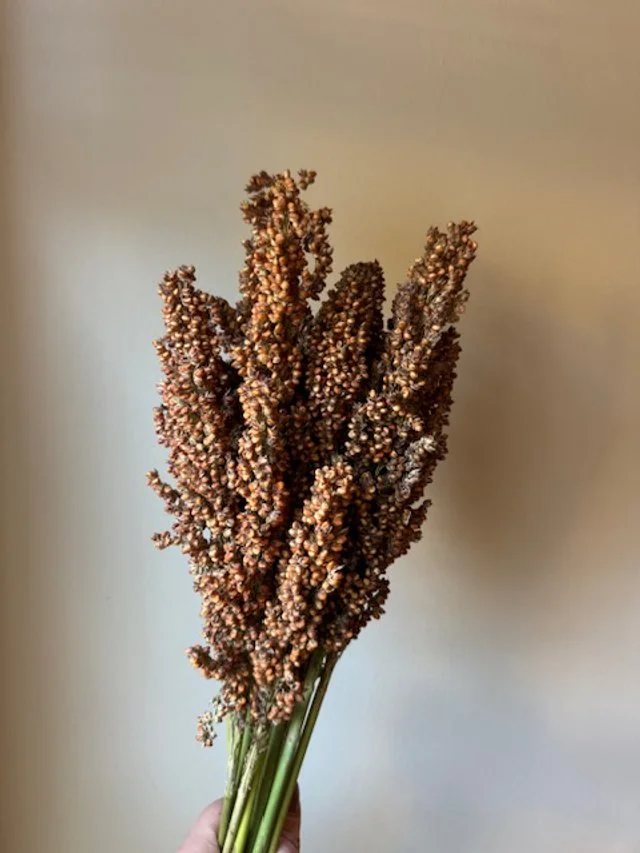 Sorghum