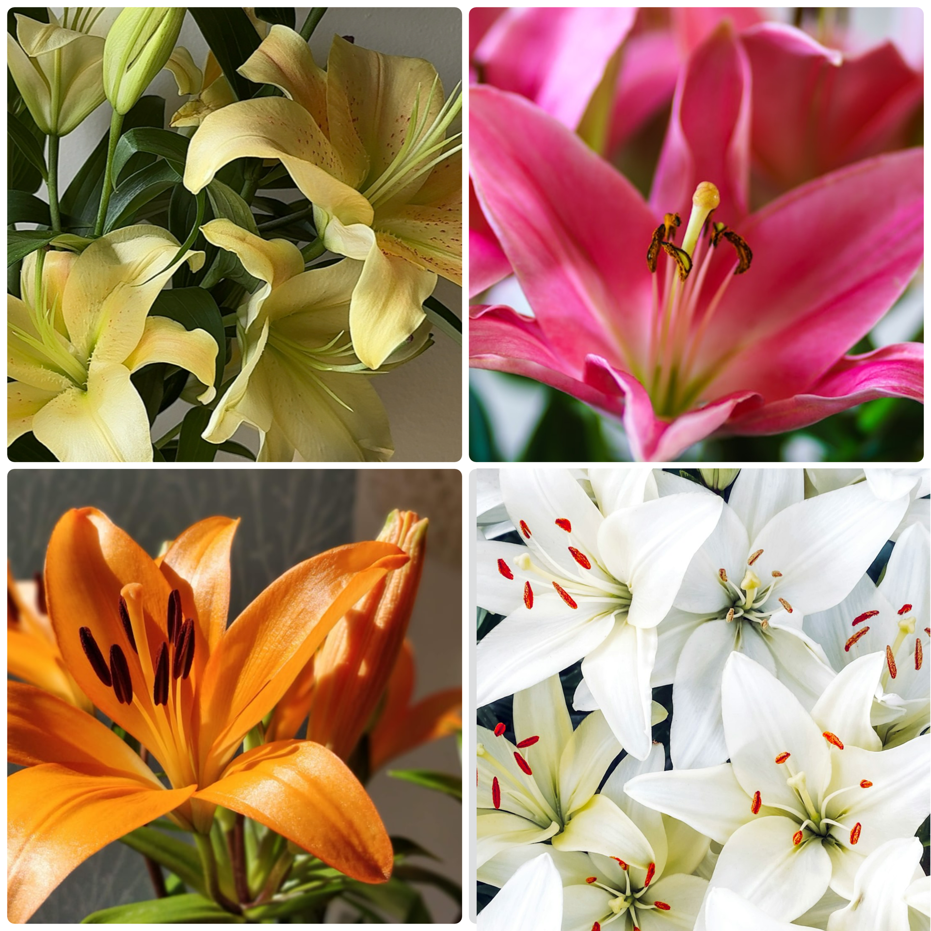 Lily Lilies _ 11226.png