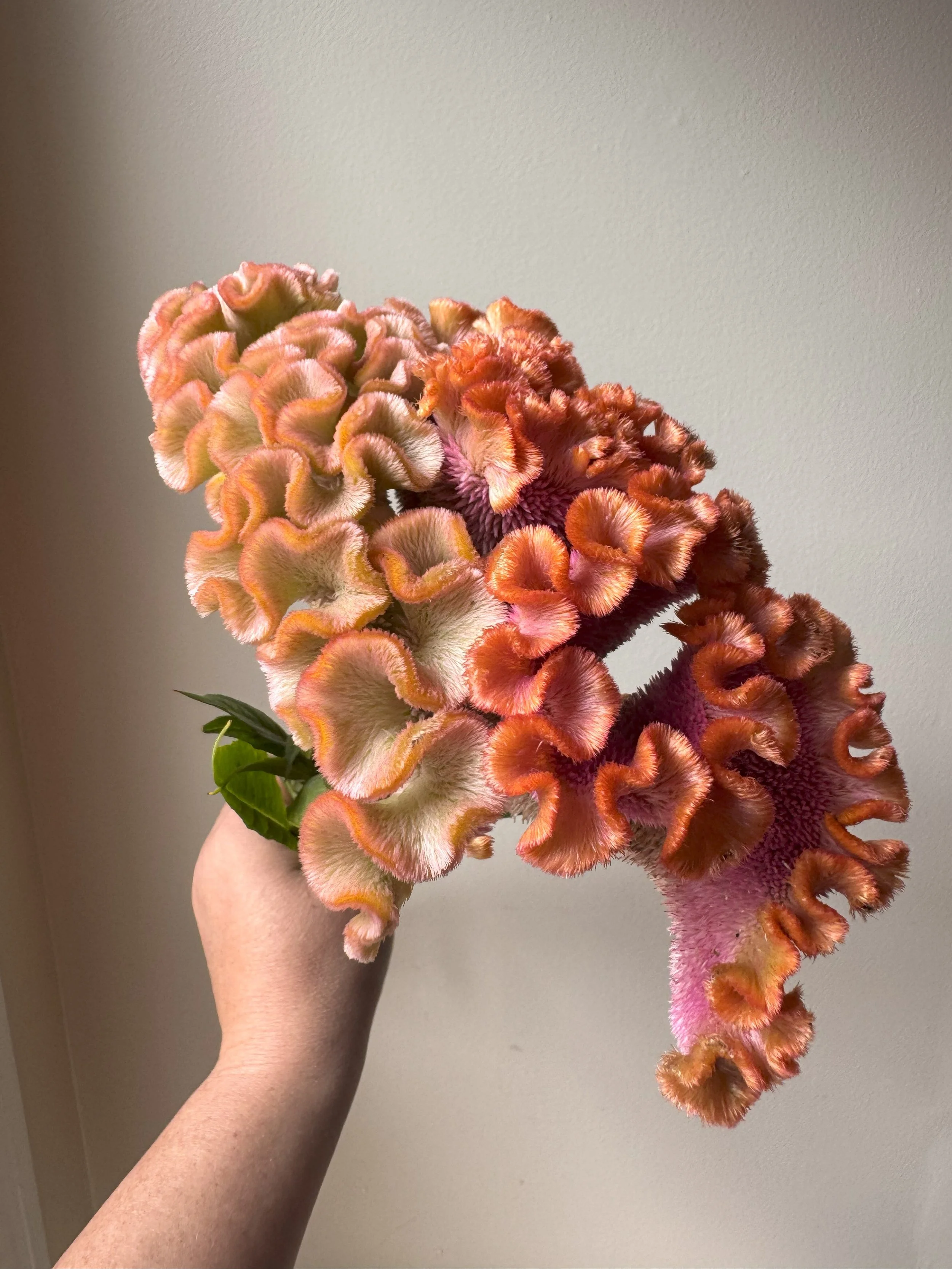 coxcomb_8450.jpg