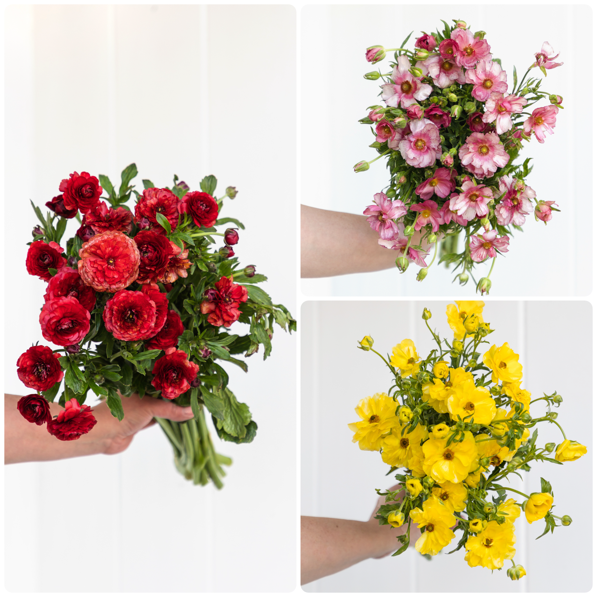 butterfly ranunculus_1826.png