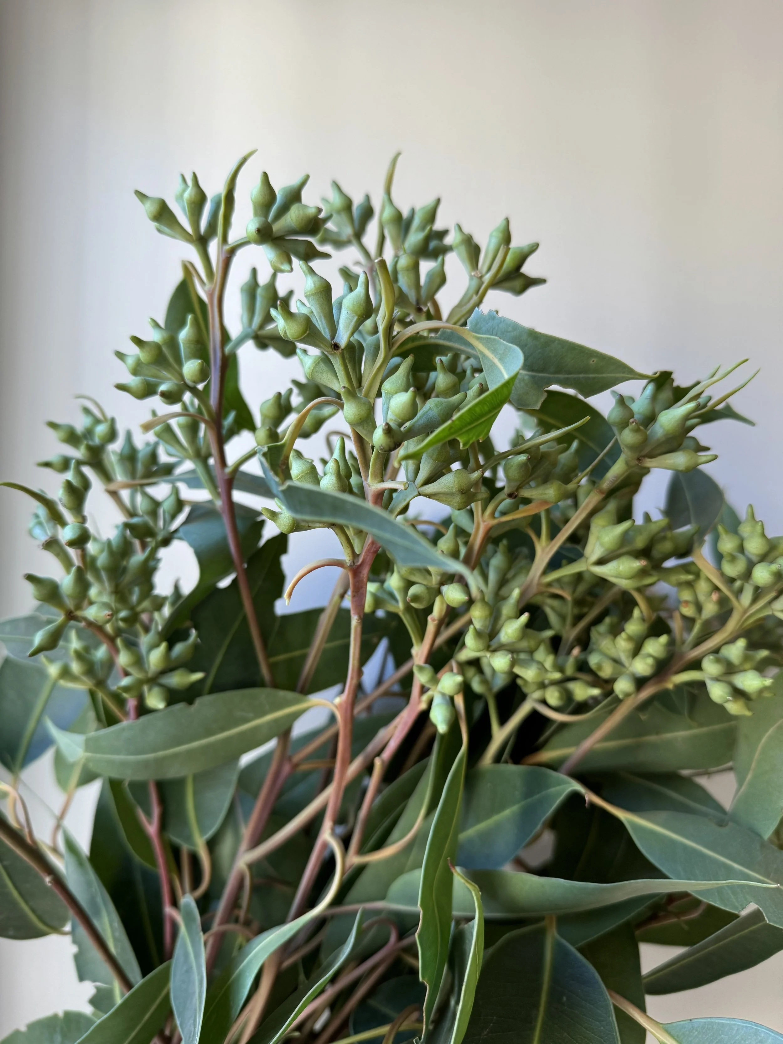 Big Star Eucalyptus_4080.jpeg