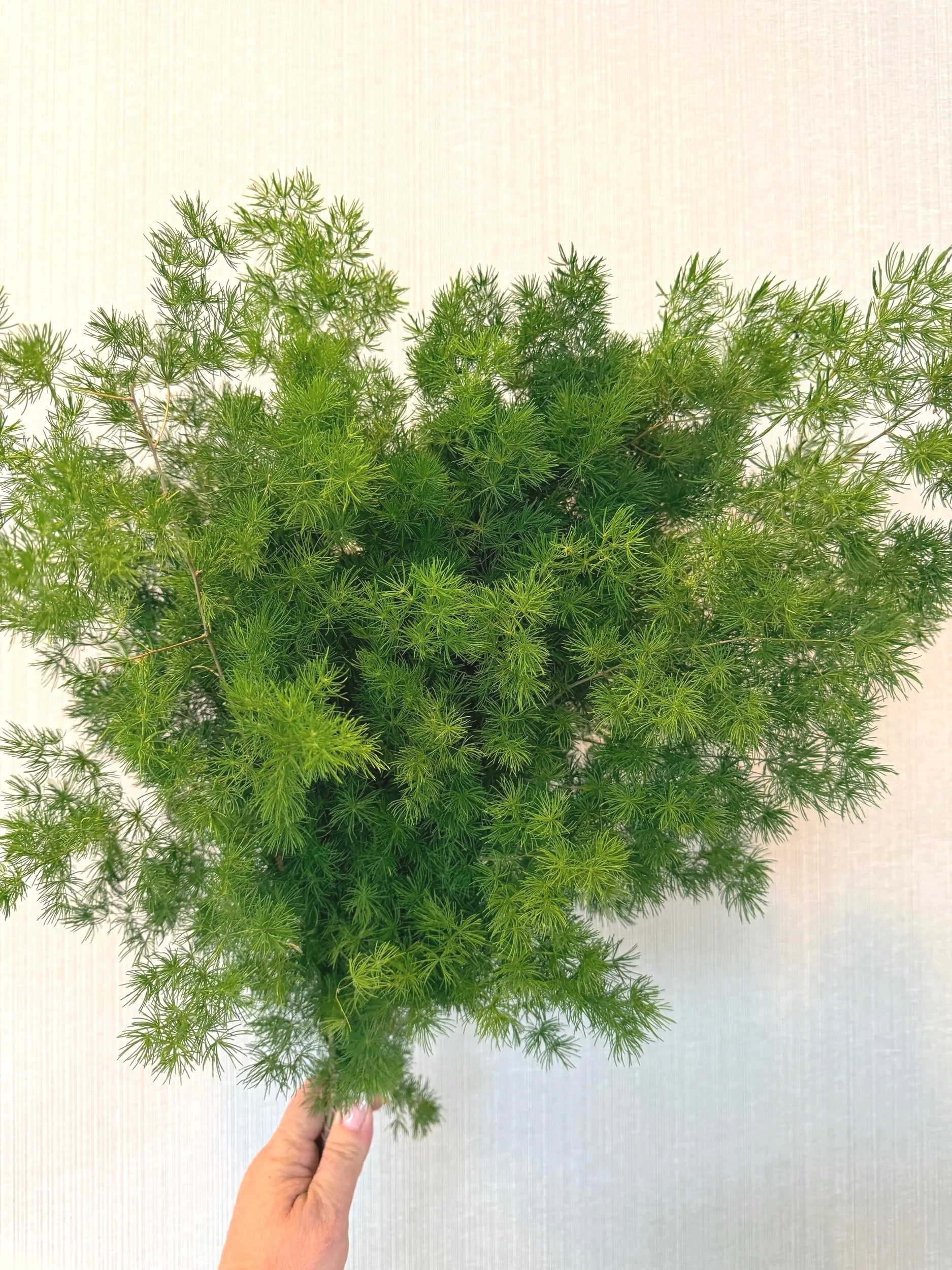 Ming Fern
