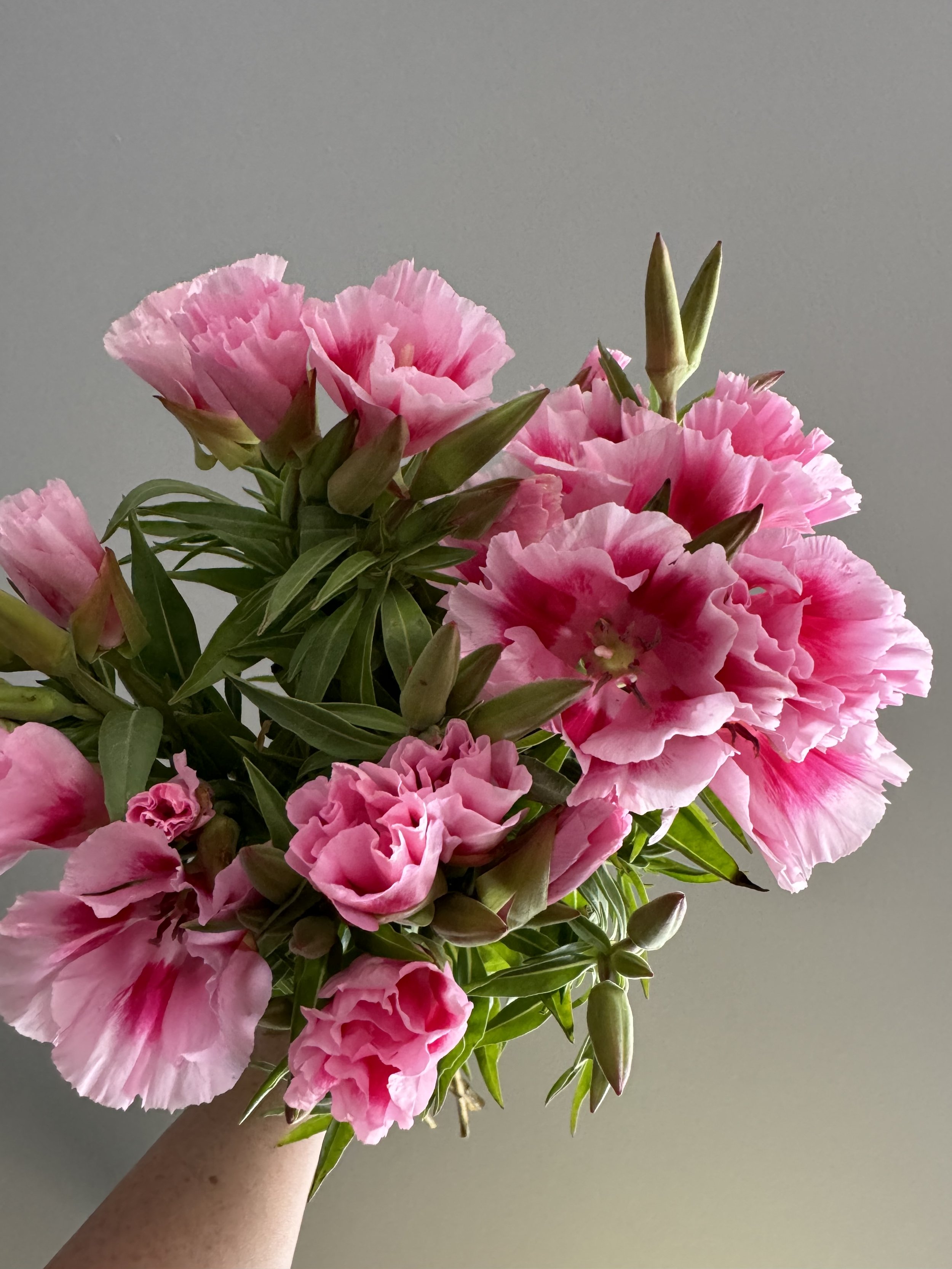 Godetia pink_6065.jpg