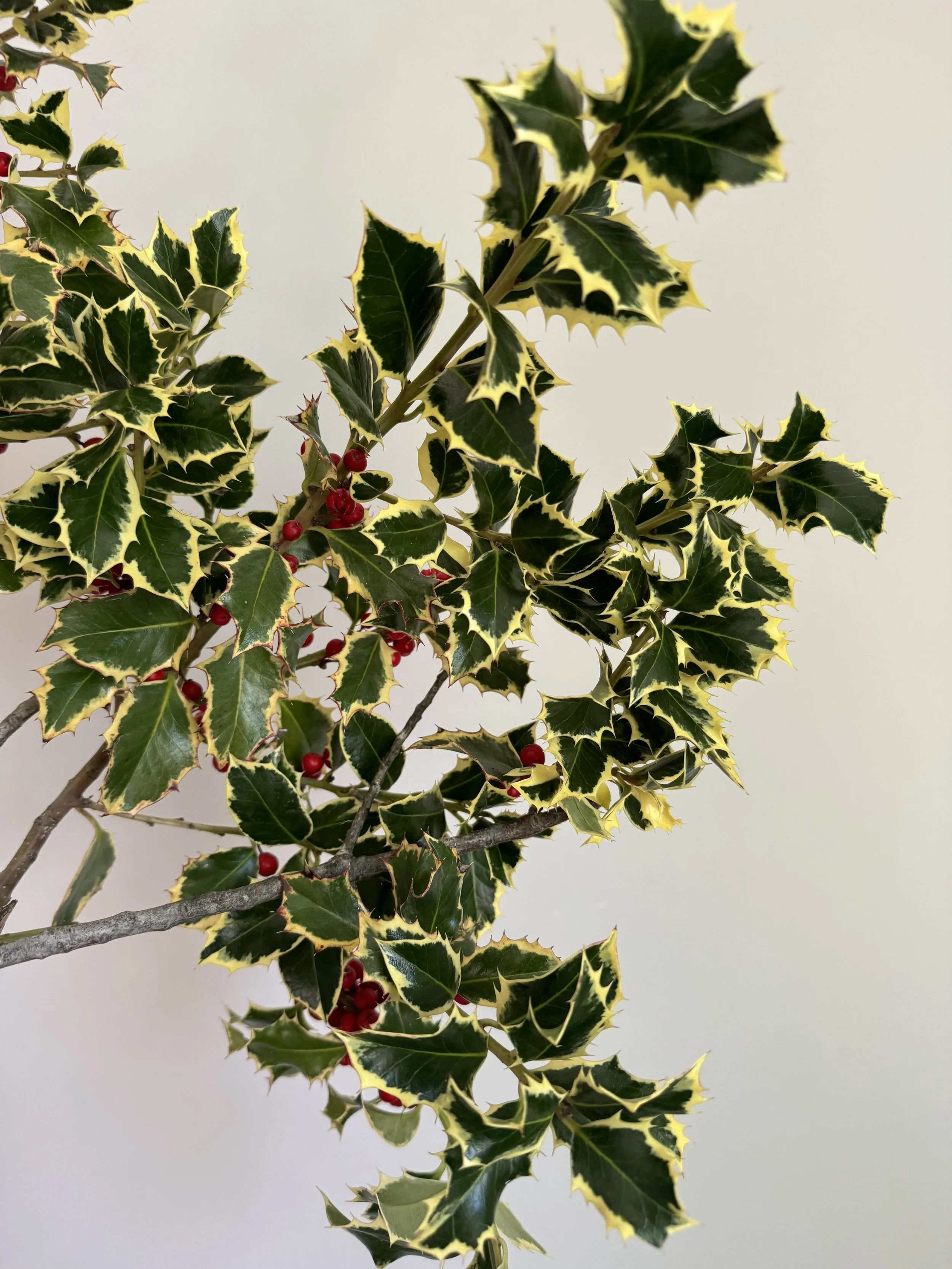Variegated Holly