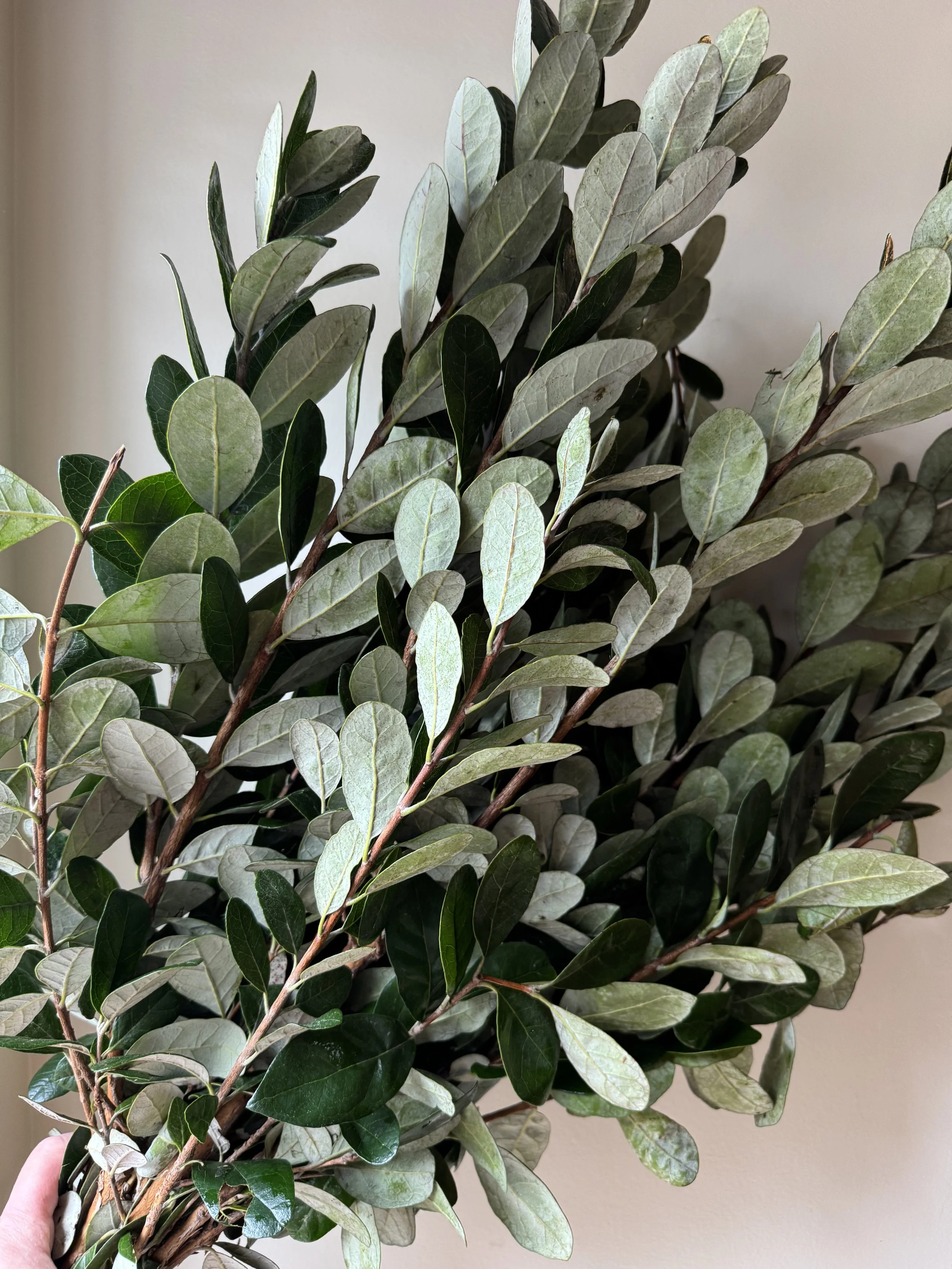Pineapple Guava Foliage