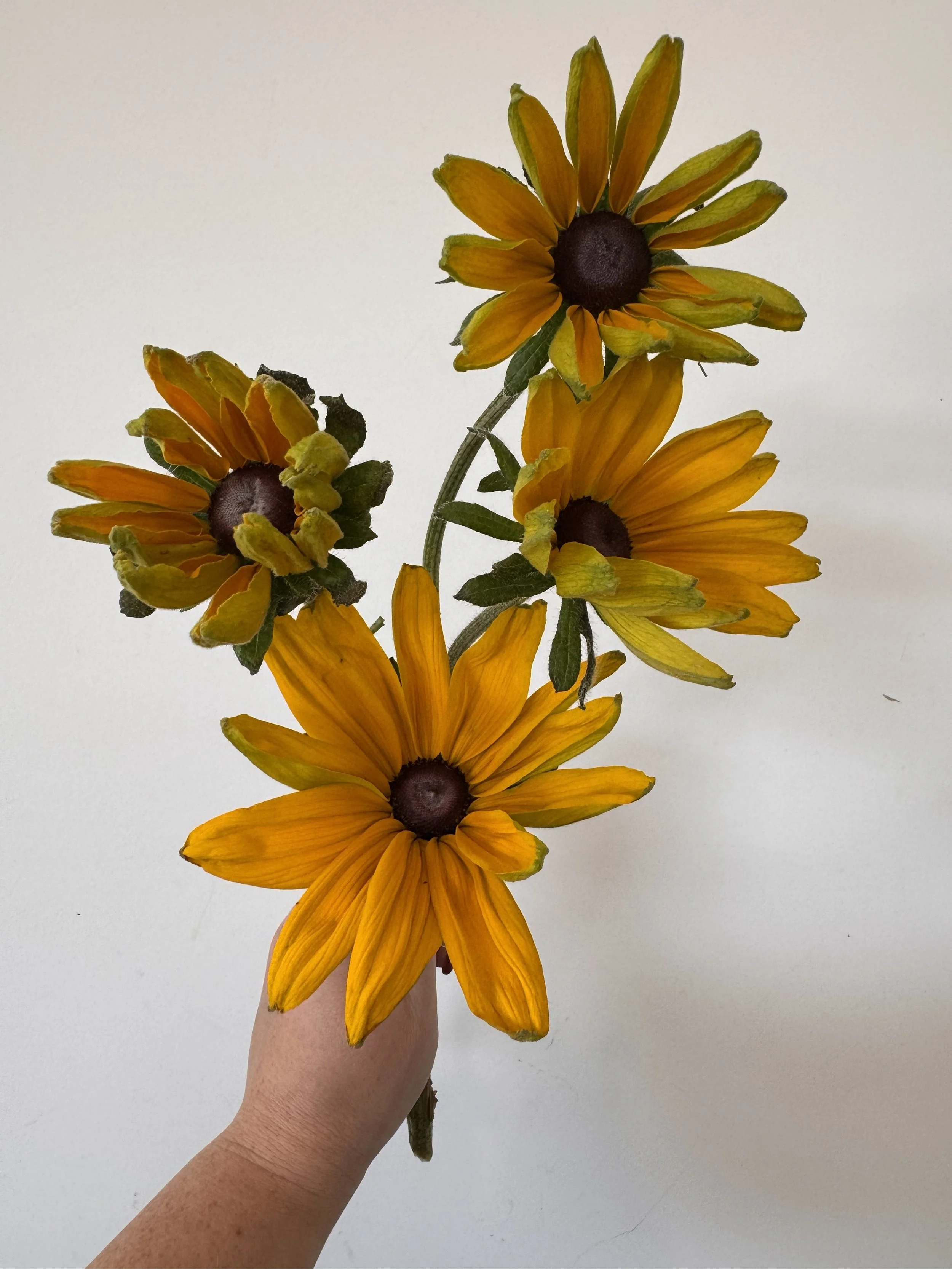 rudbeckia_9889.jpeg