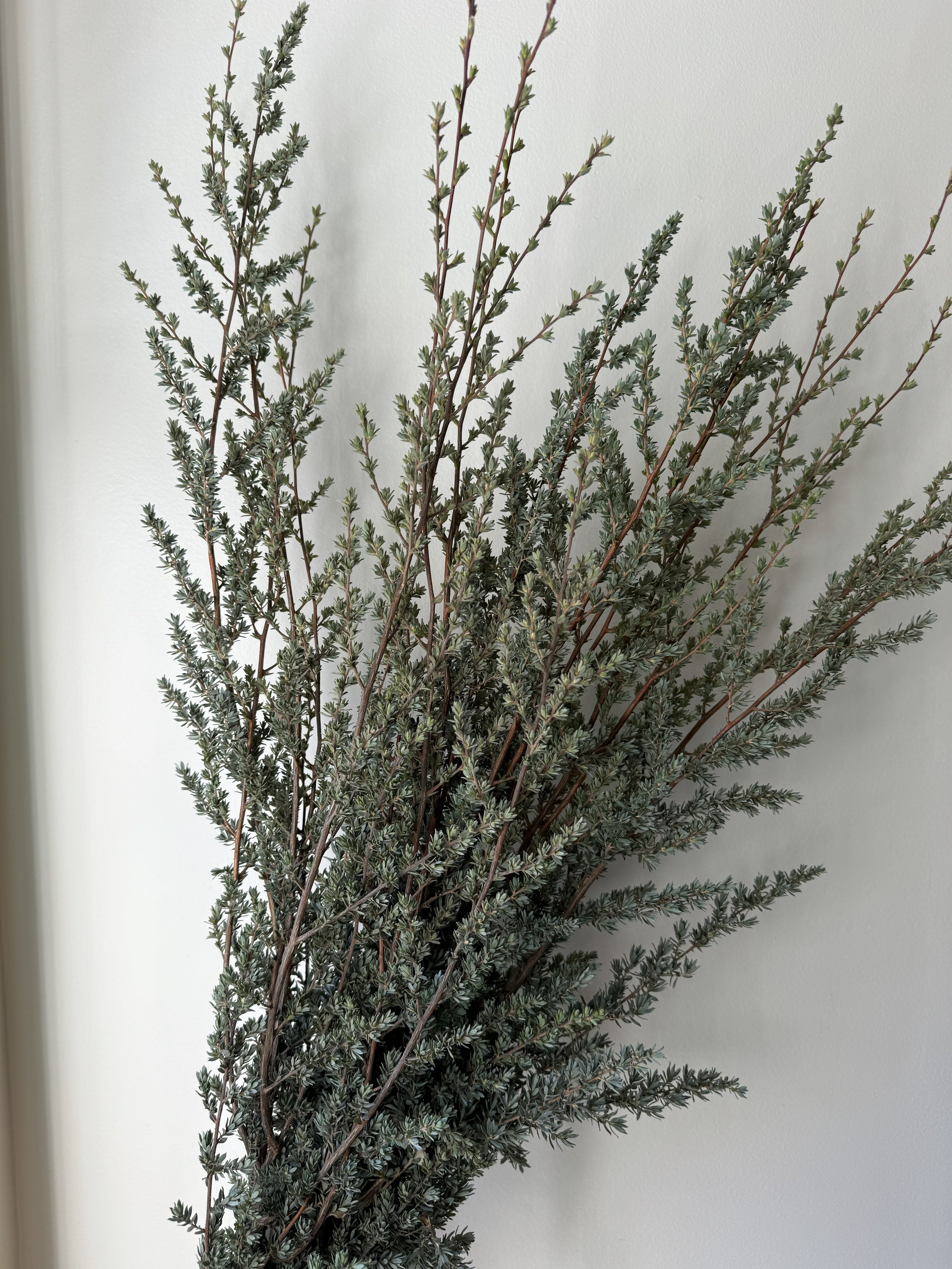 Leptospermum Foliage_4111.jpeg