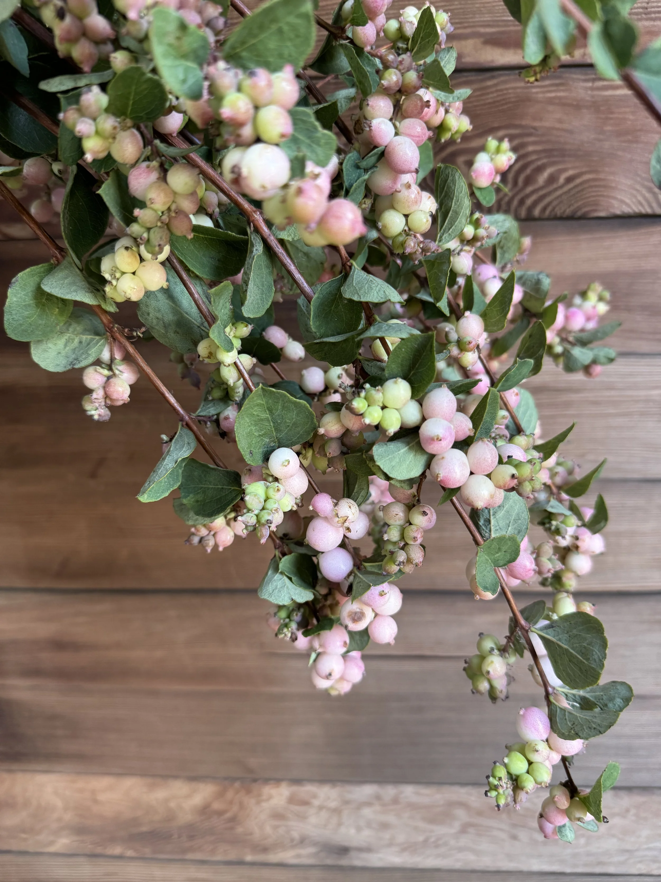 snowberries_9121.jpg