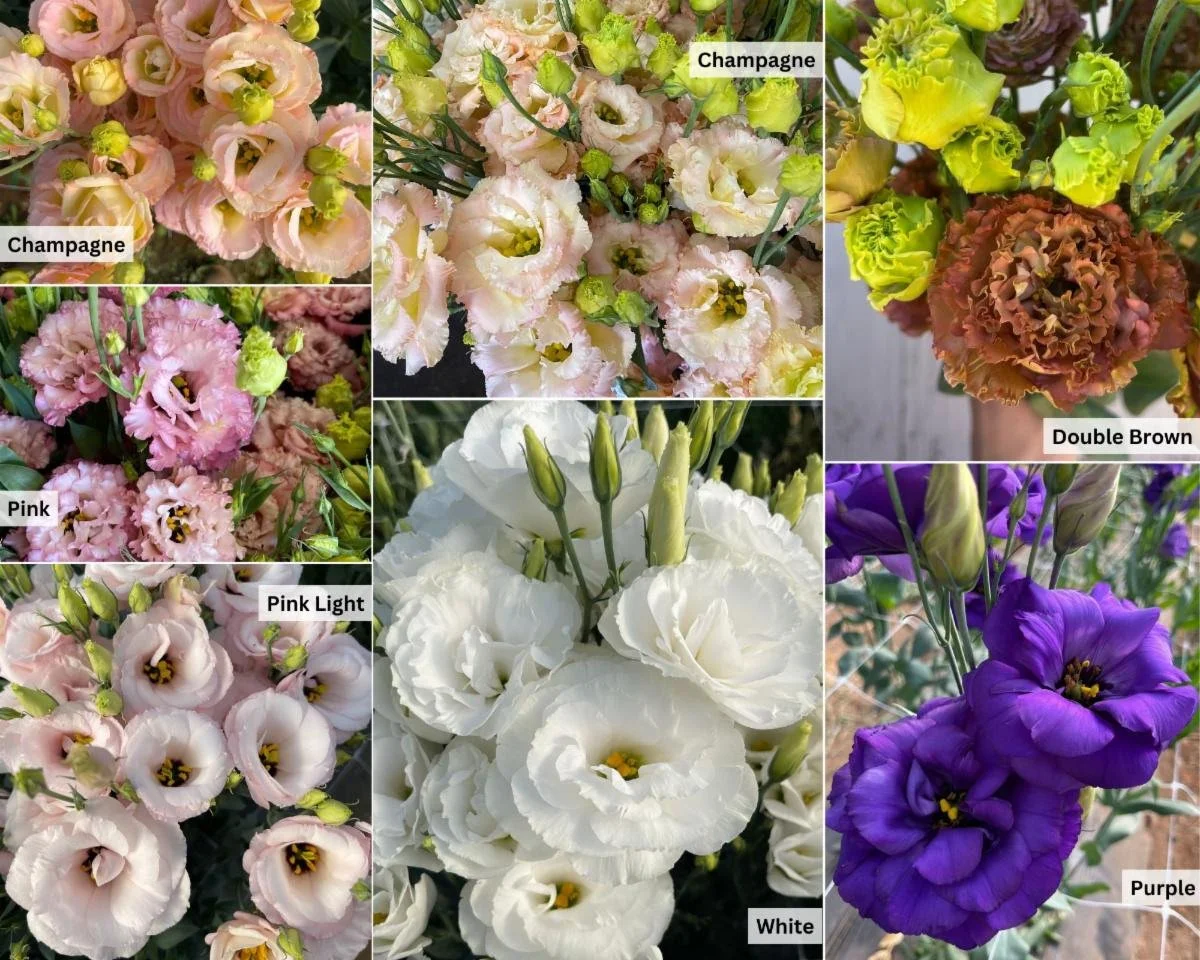 California Lisianthus CA_3159.jpg