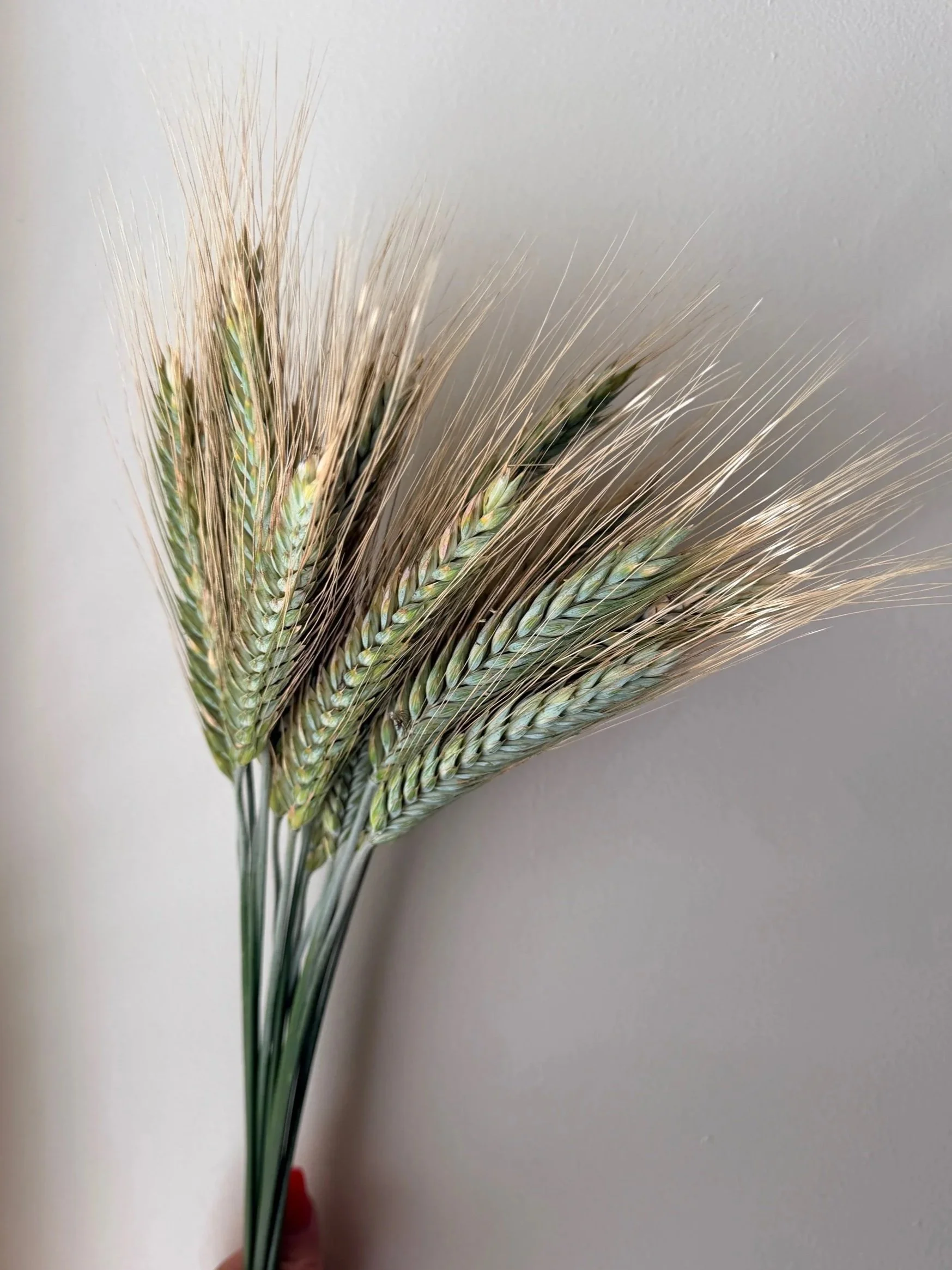 Wheat