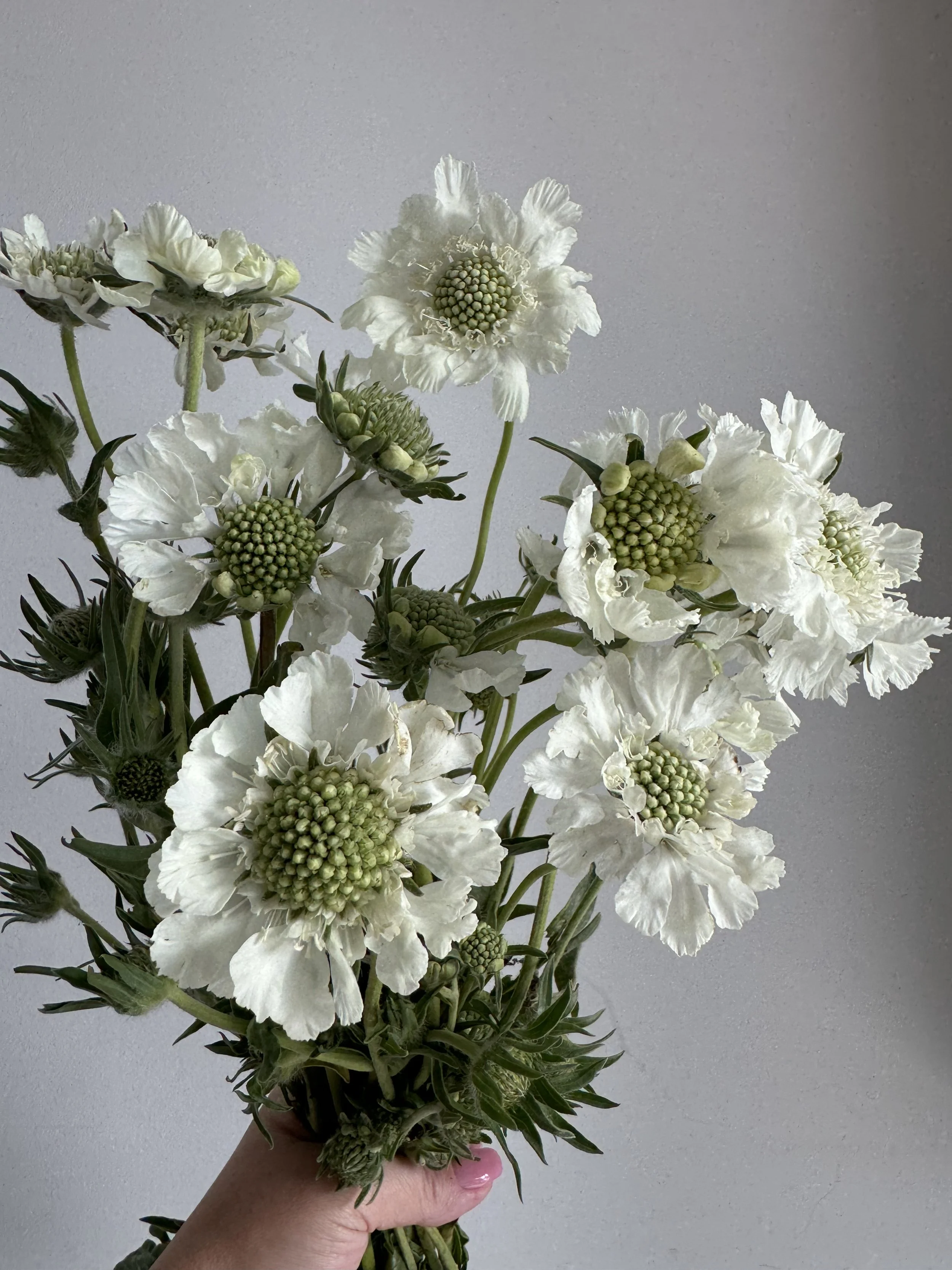 Scabiosa Box