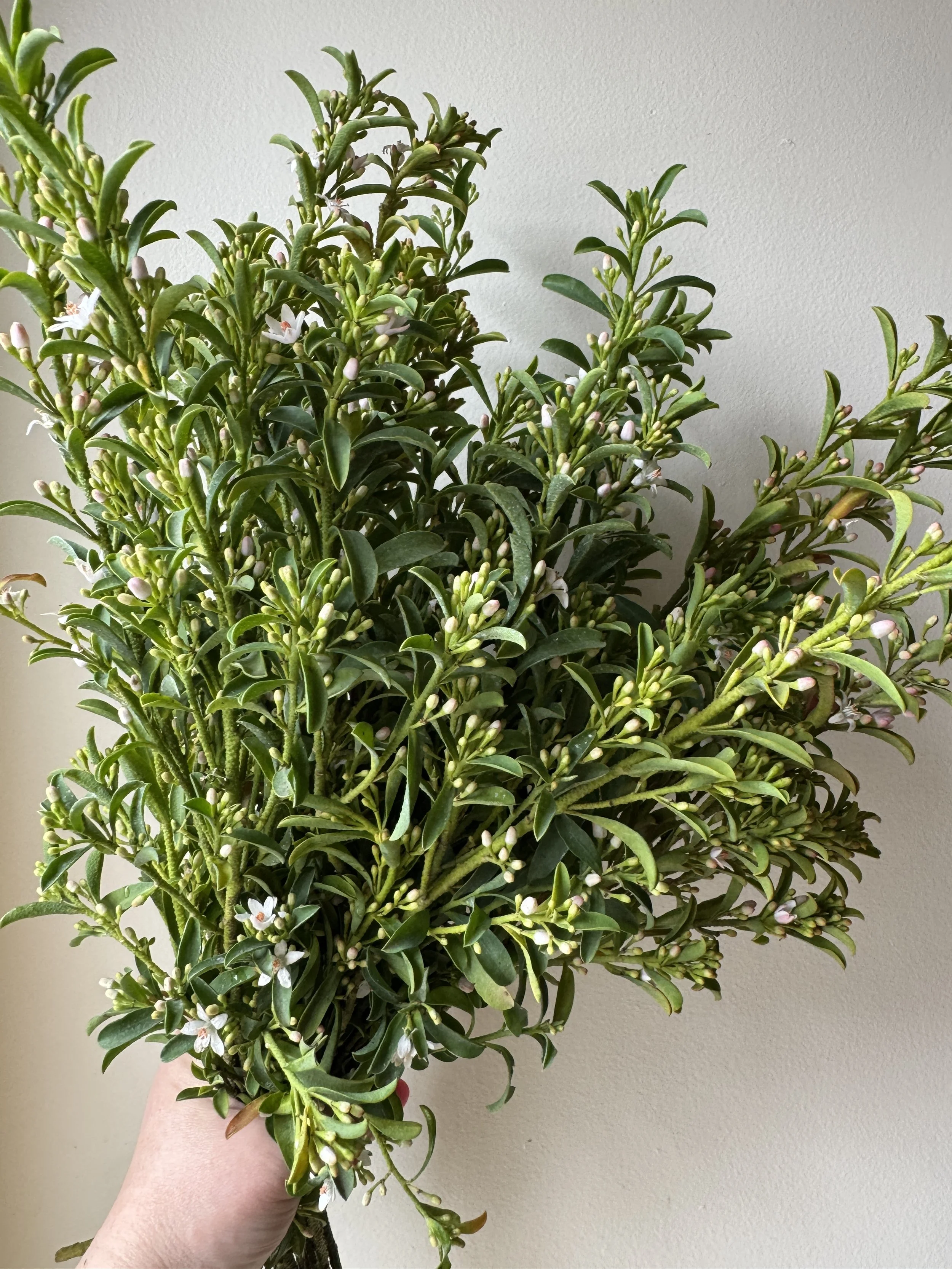 Blooming Eriostemmon display photo