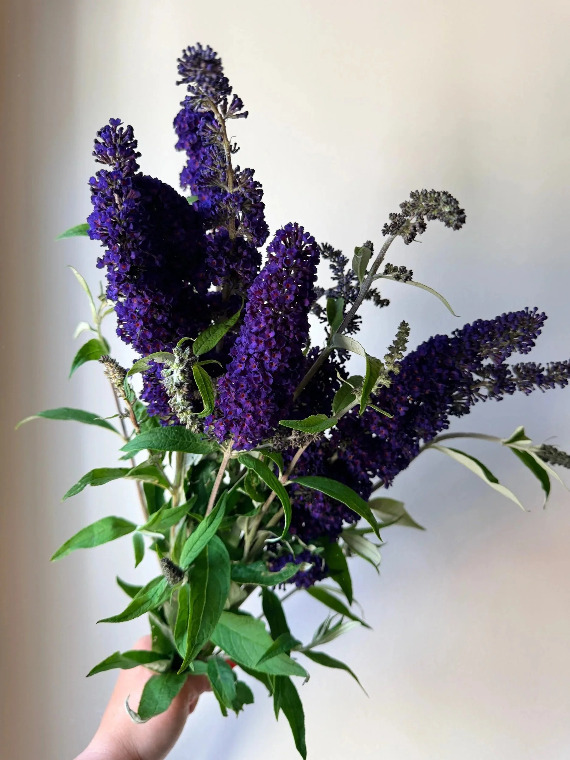 Buddleia - Butterfly Bush