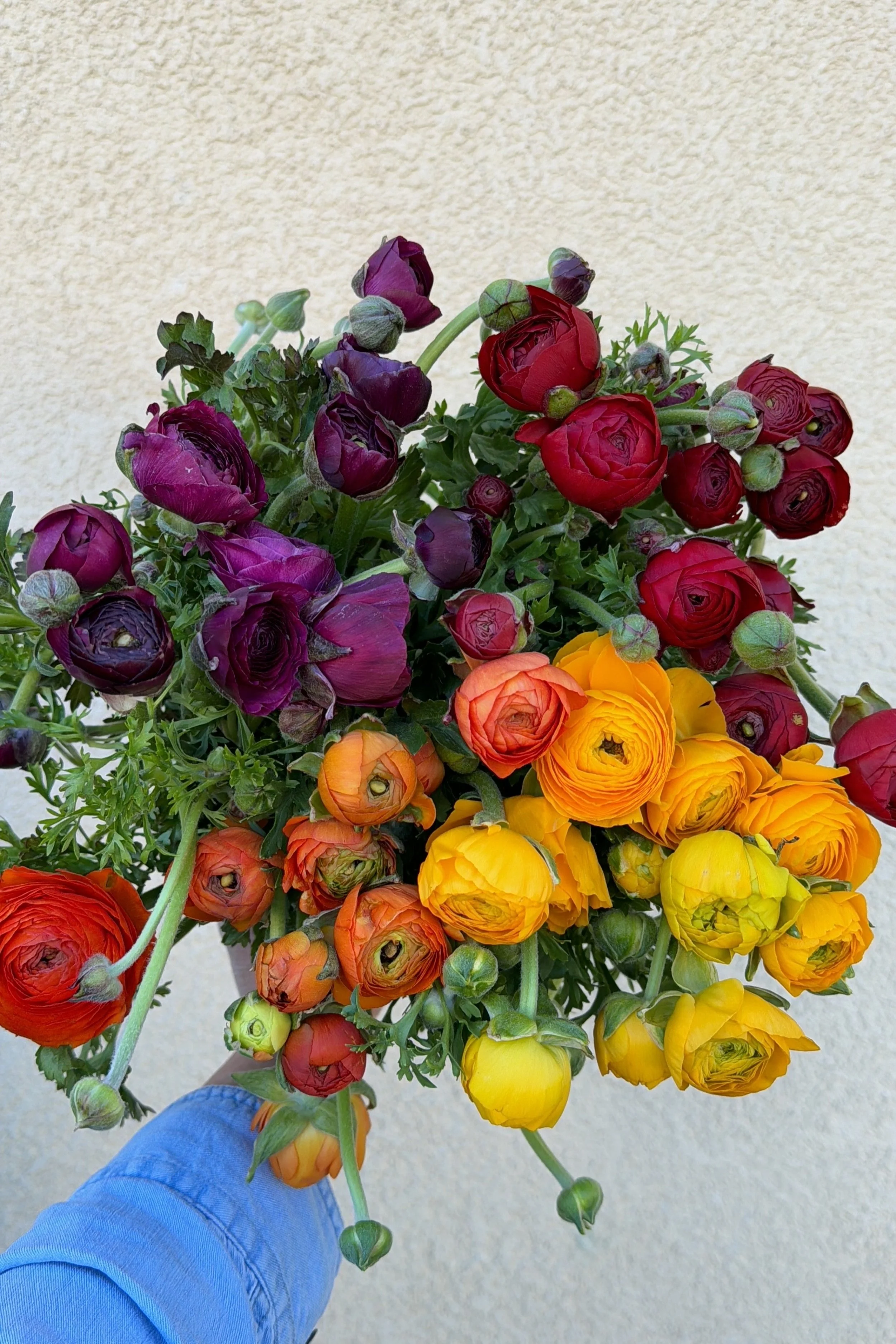 Ranunculus Mixed Box