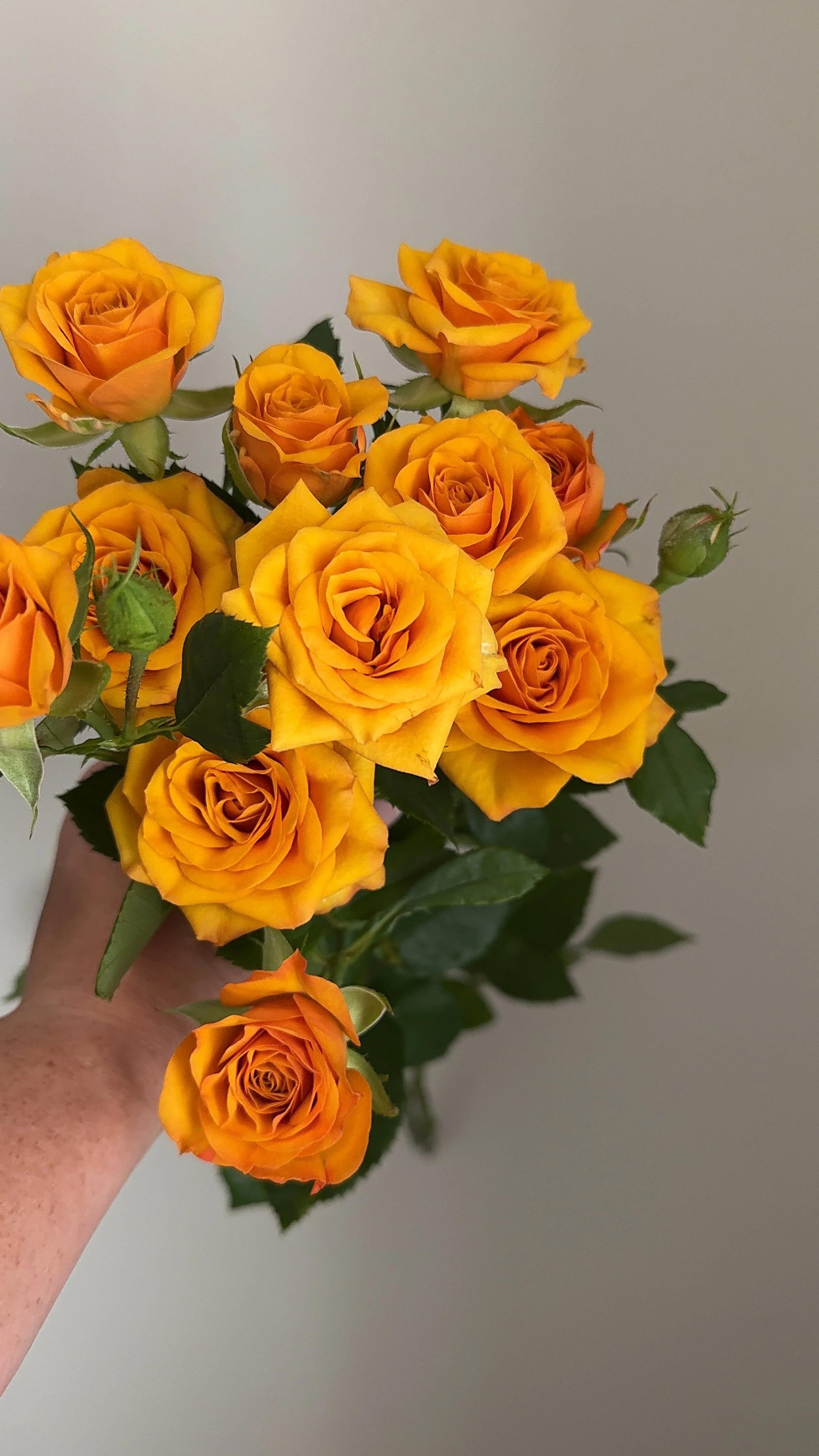 premium standard spray roses orange_7103.JPG
