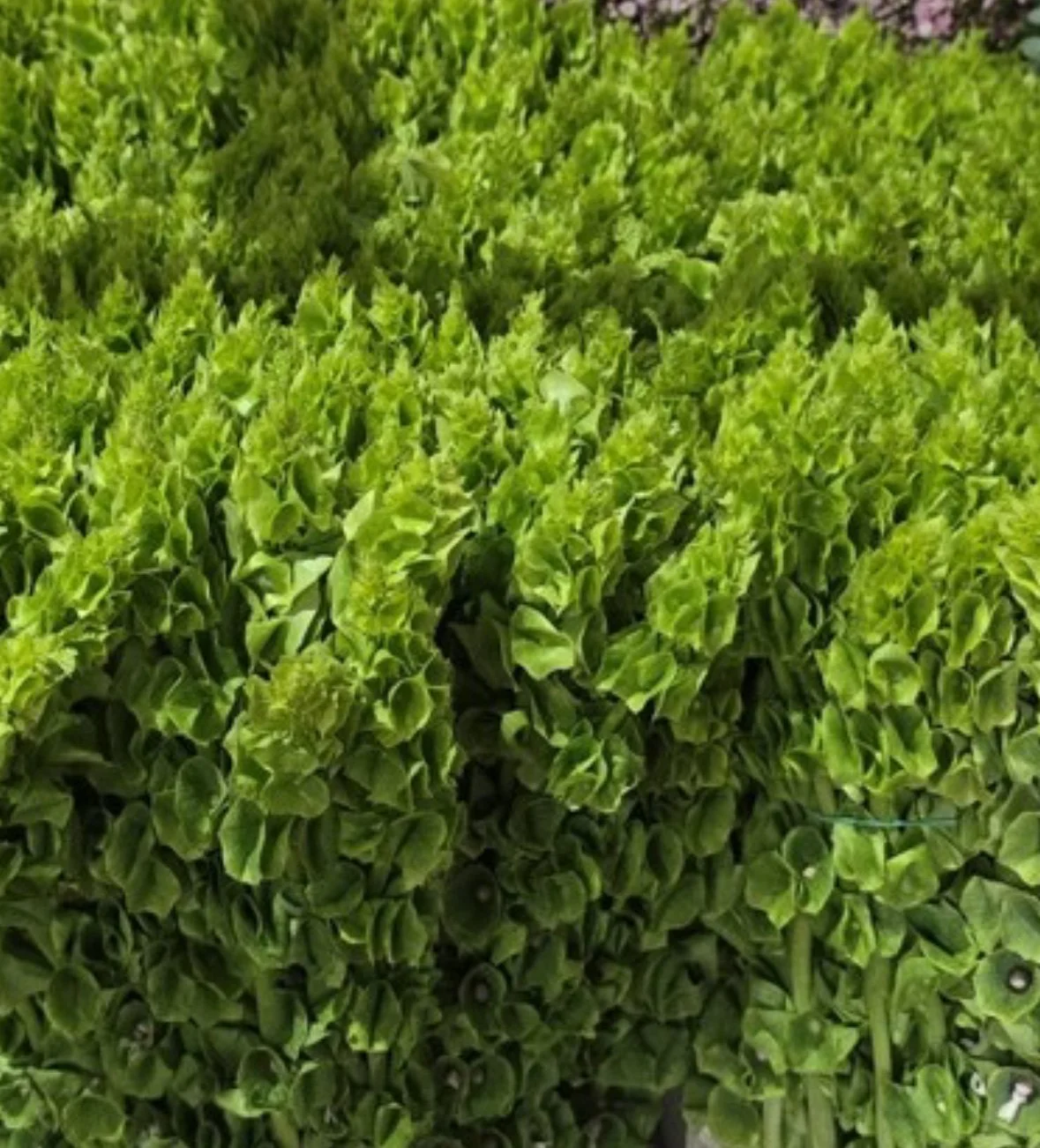 Bells of Ireland - 10bu